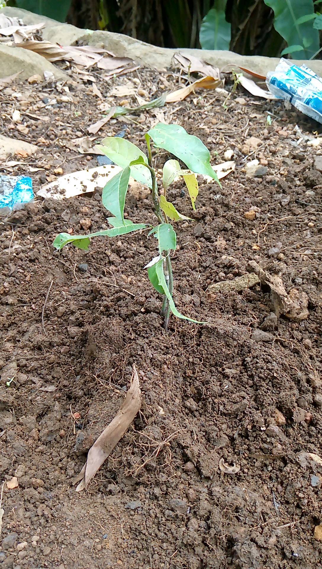 tree