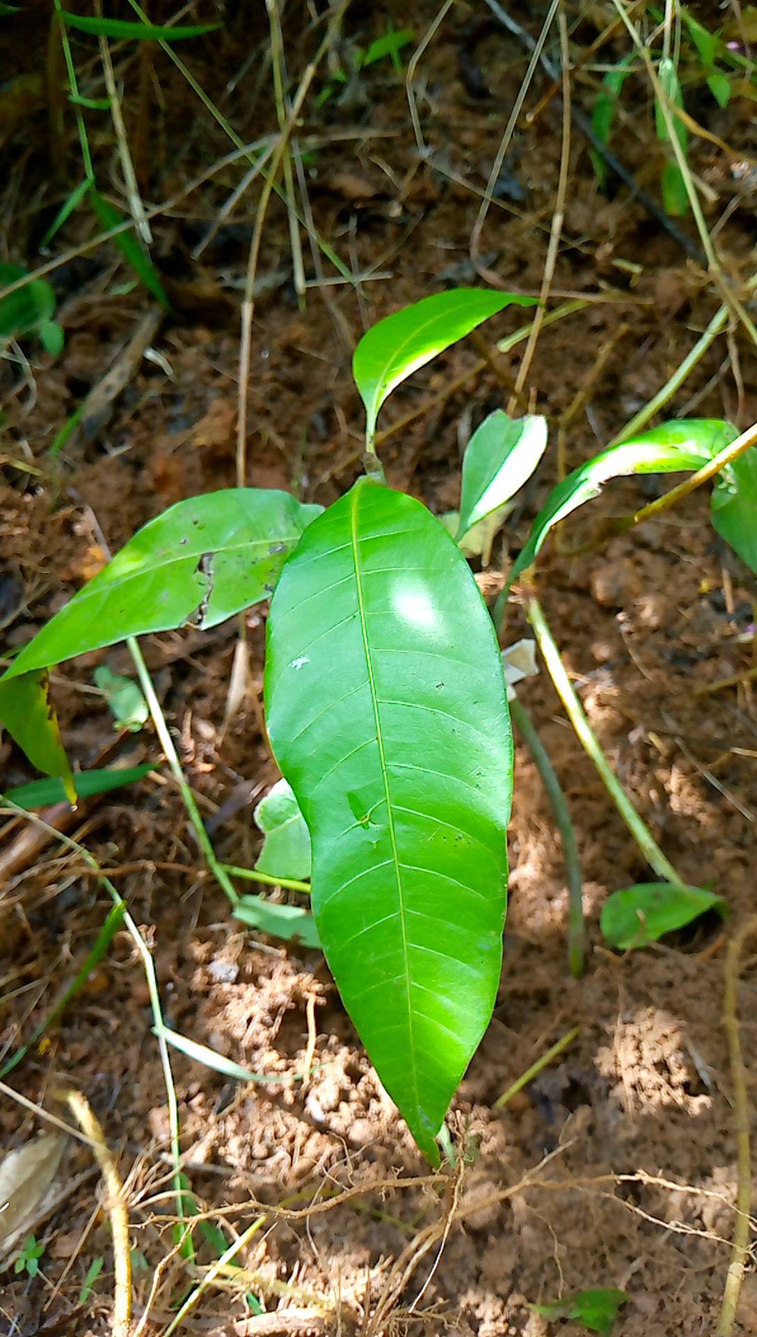 tree