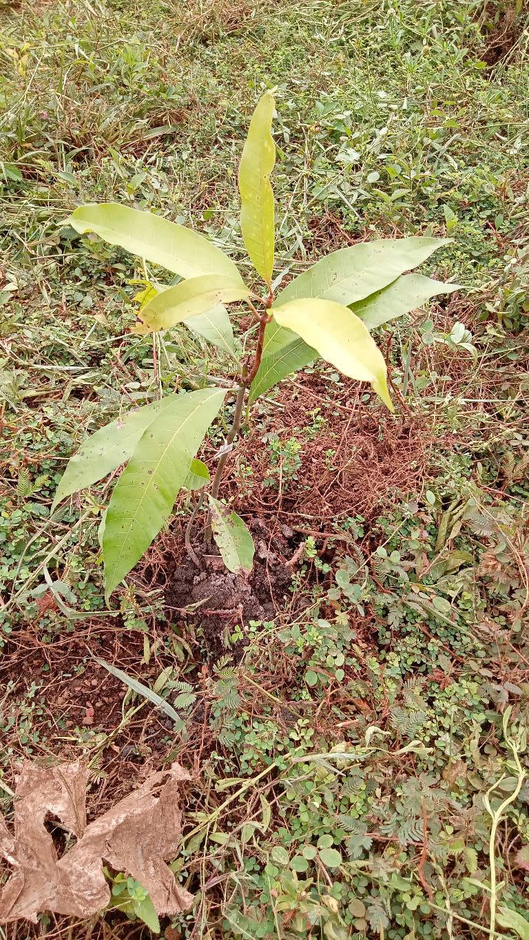 tree