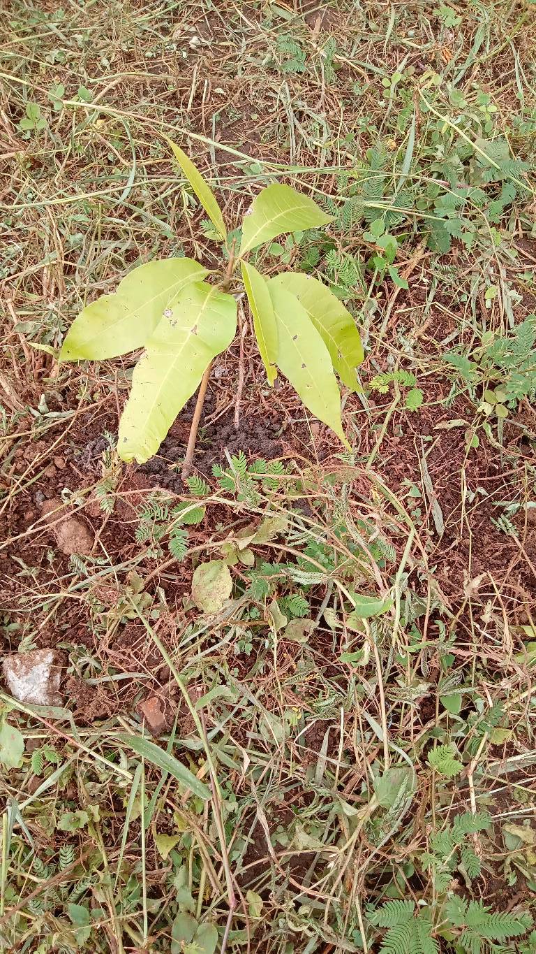 tree