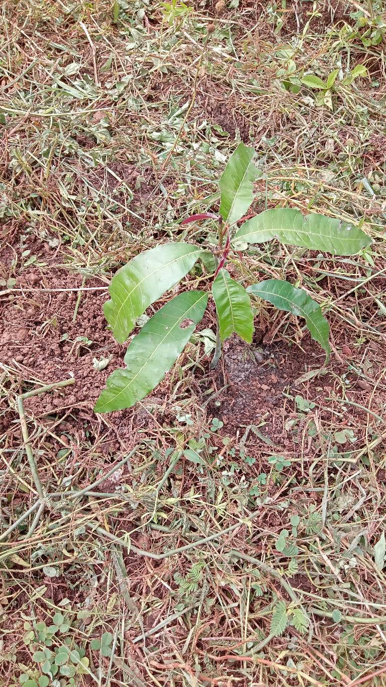 tree
