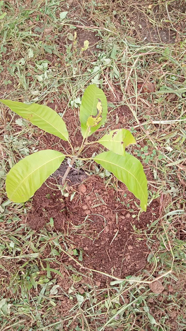 tree