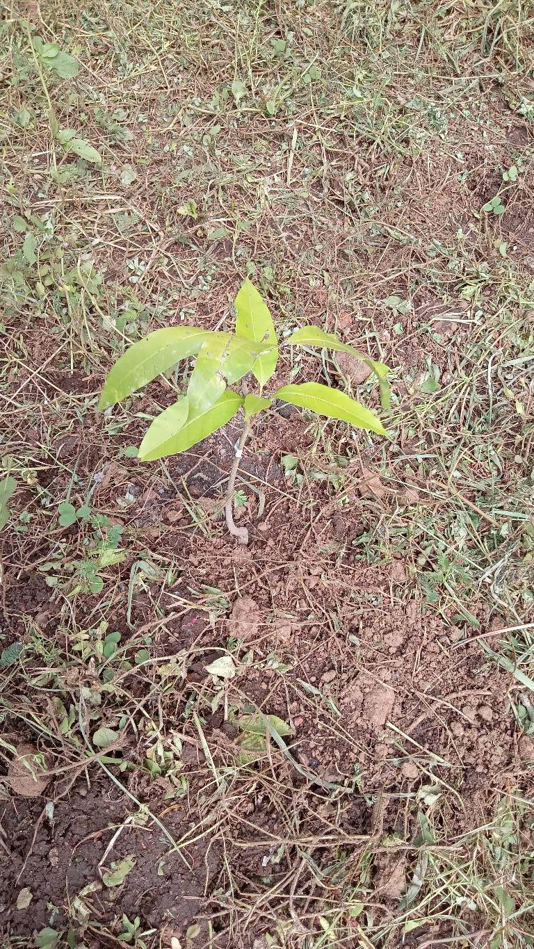 tree
