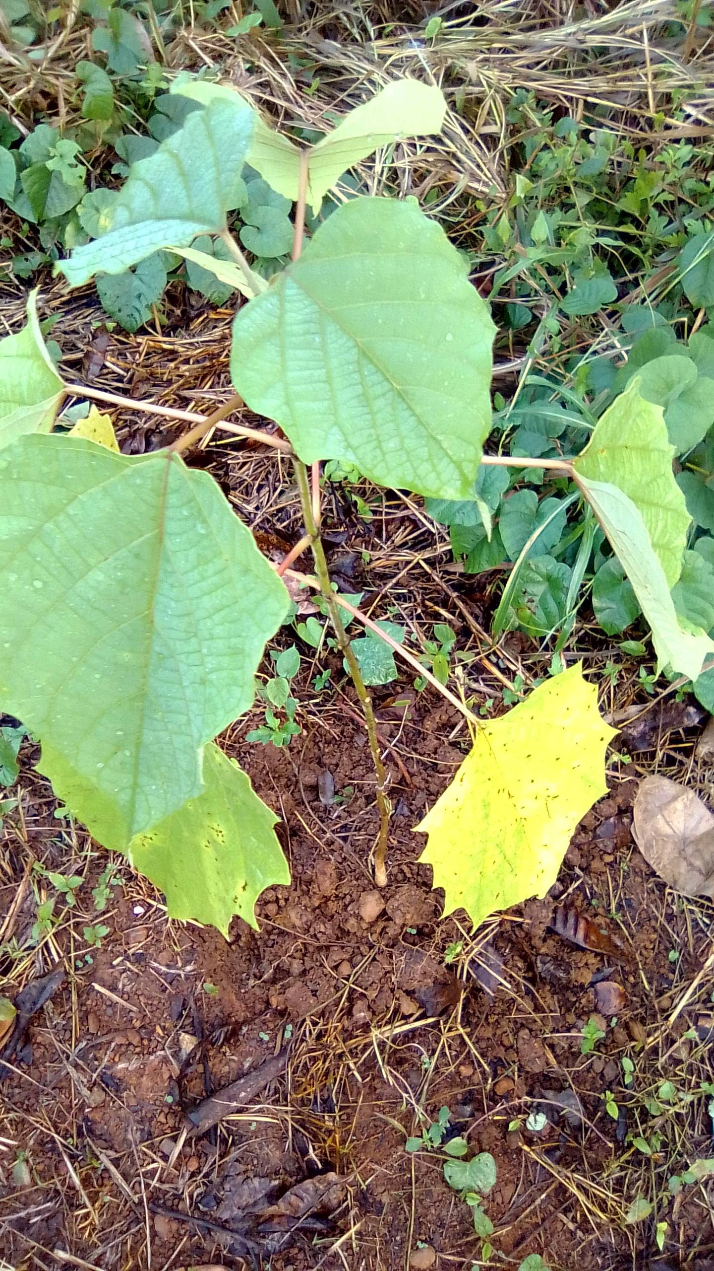 tree