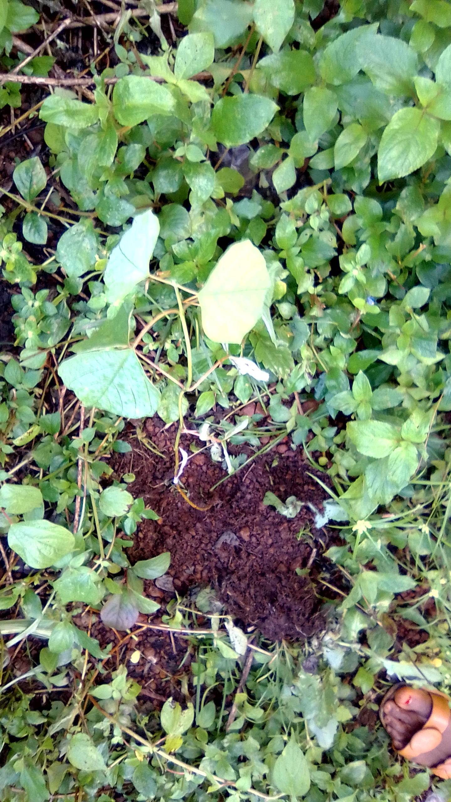tree