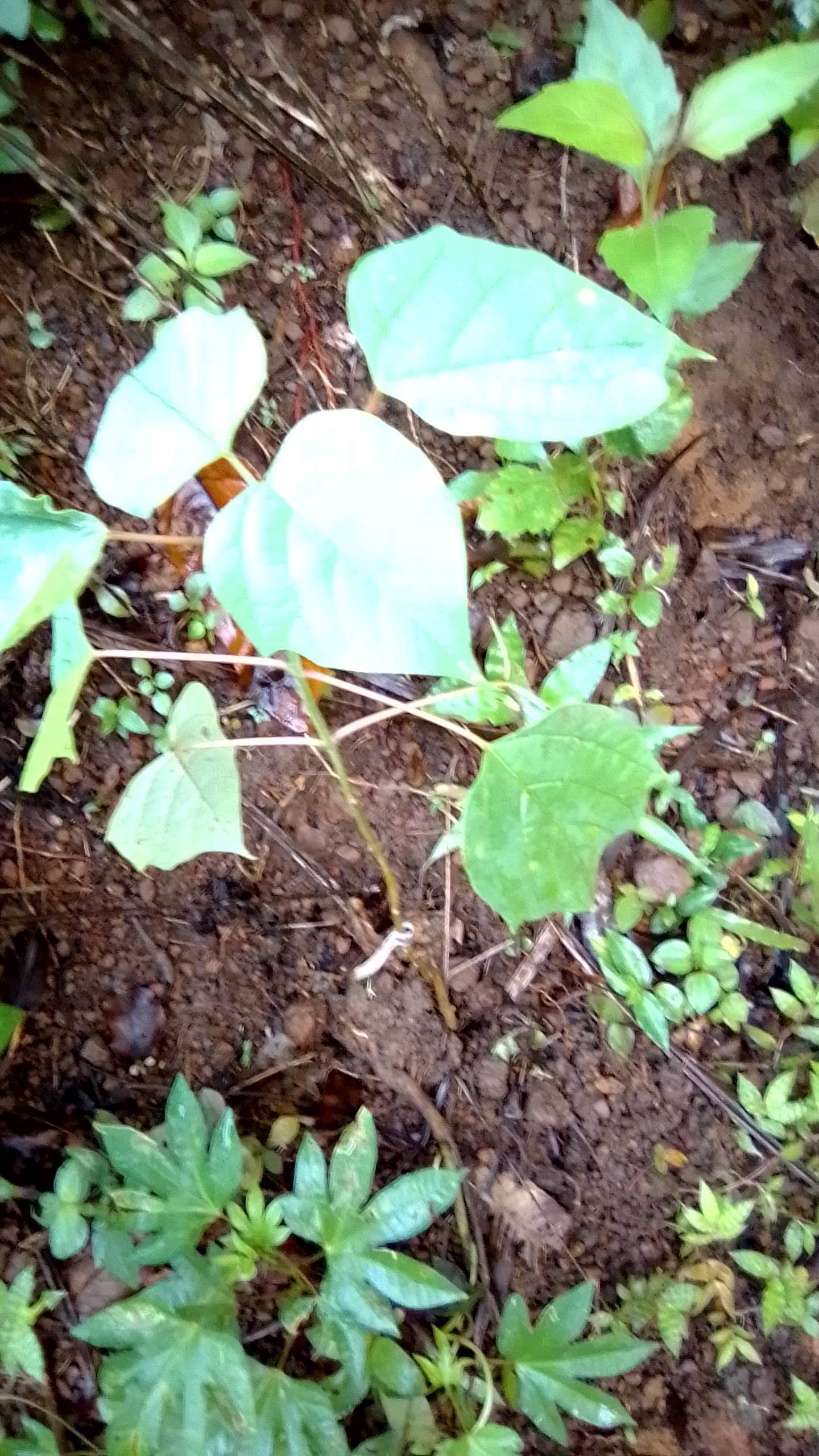 tree