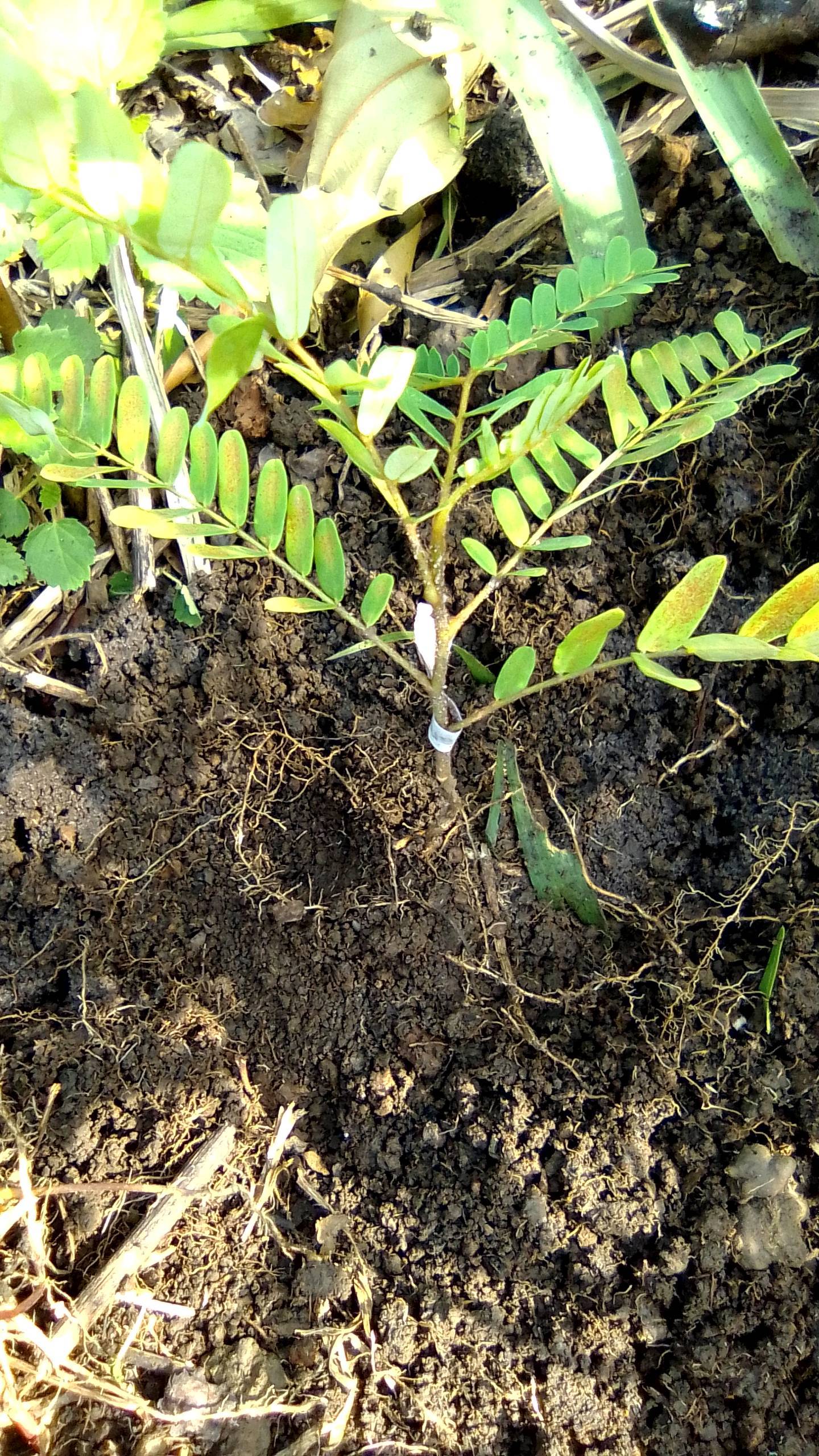 tree