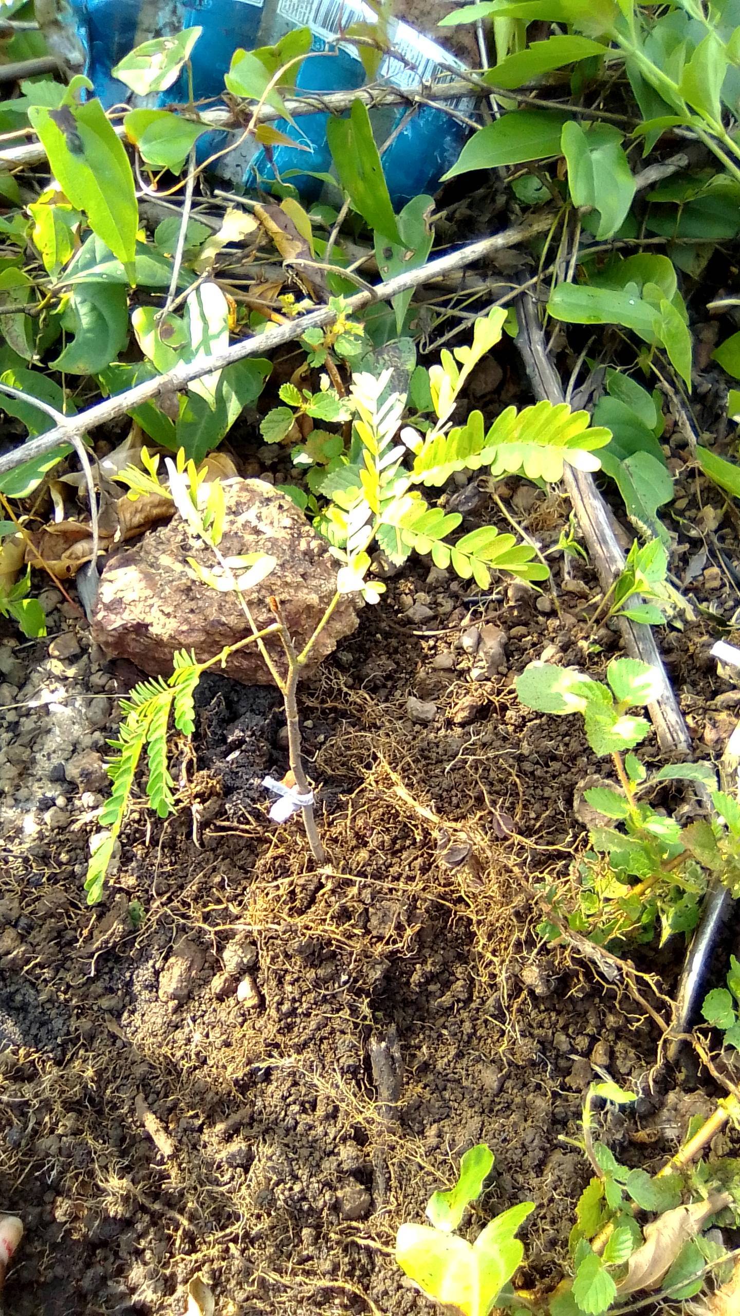 tree