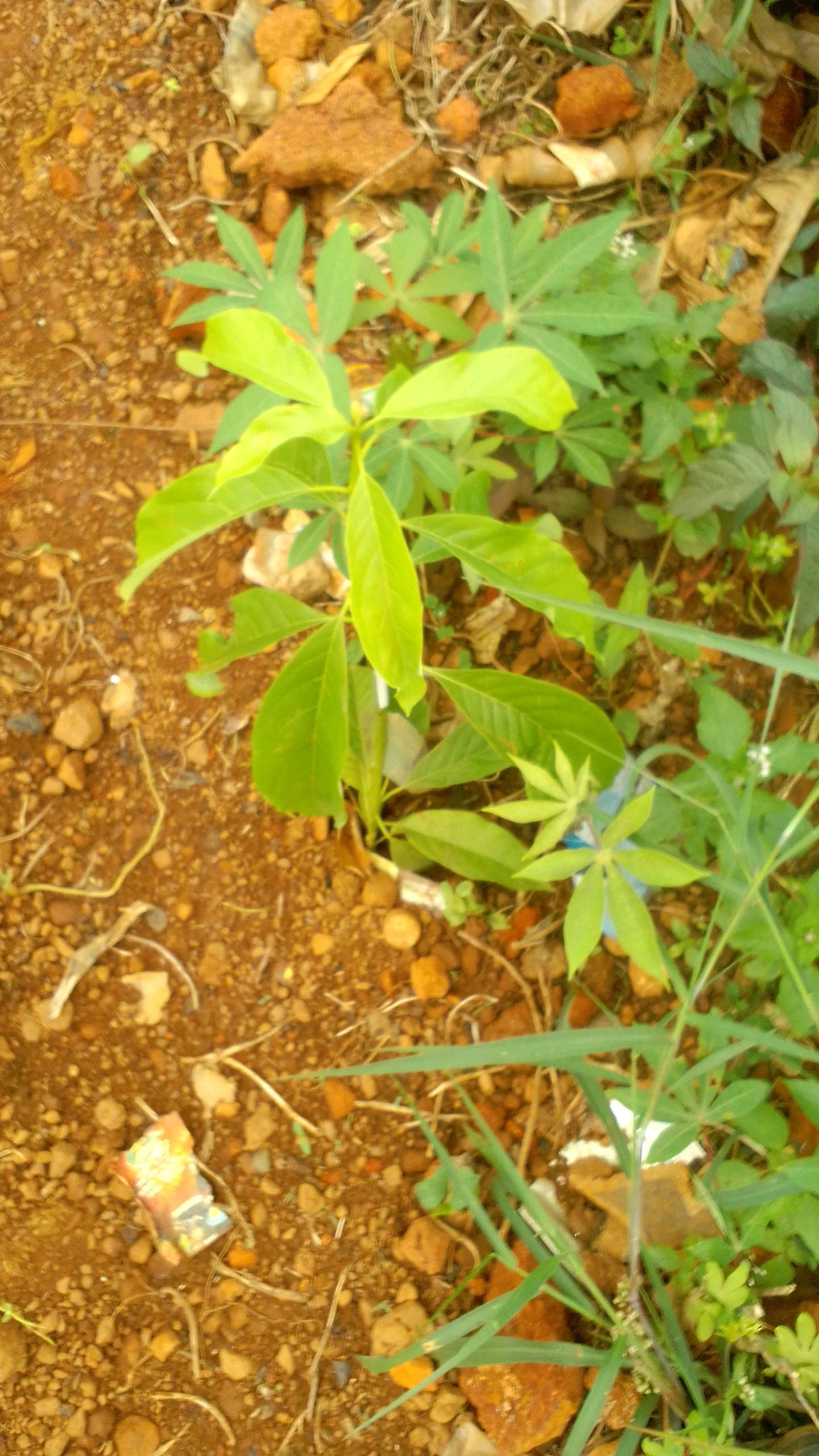 tree