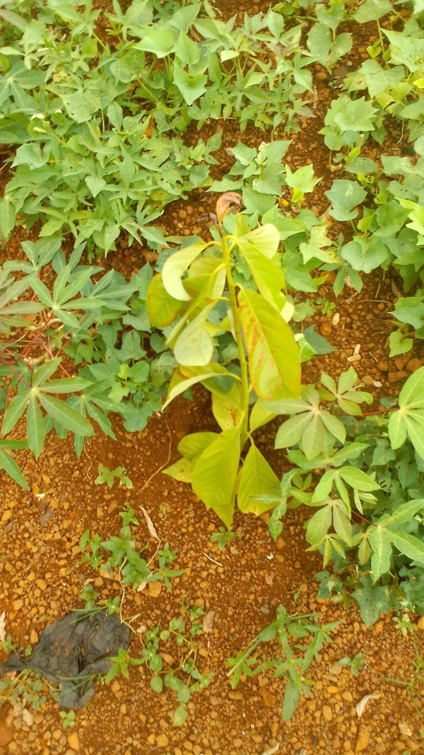 tree
