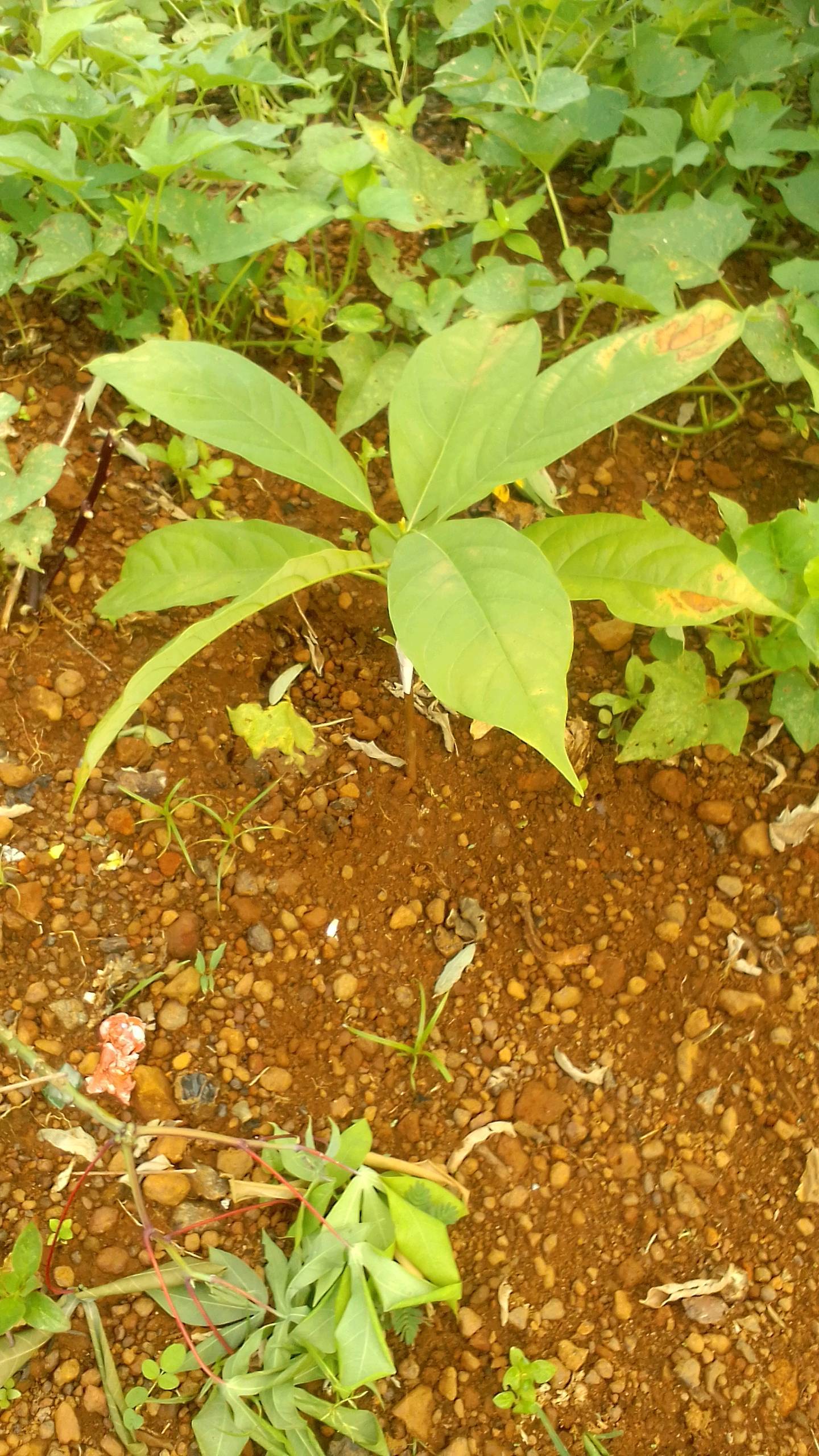 tree
