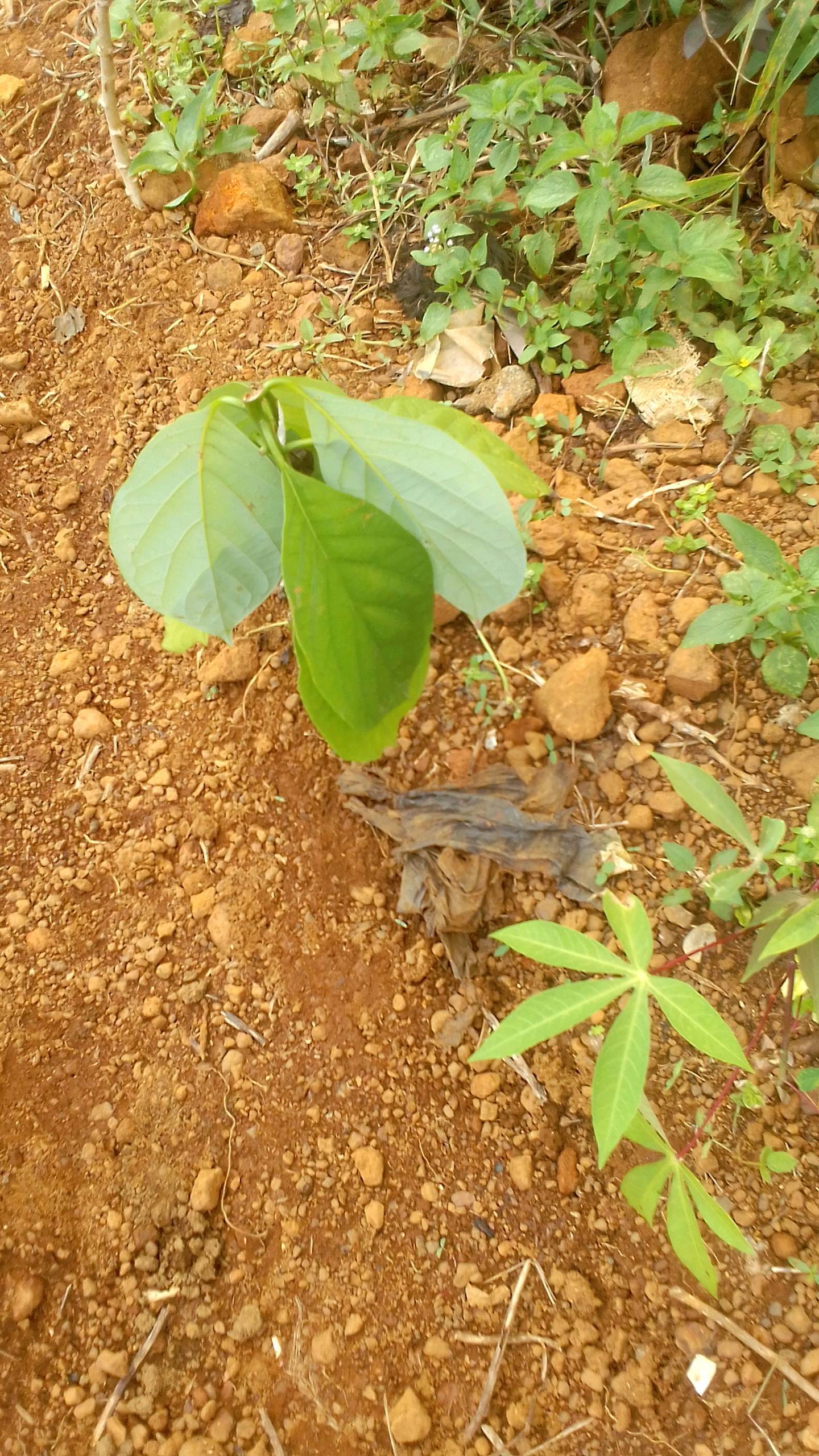 tree