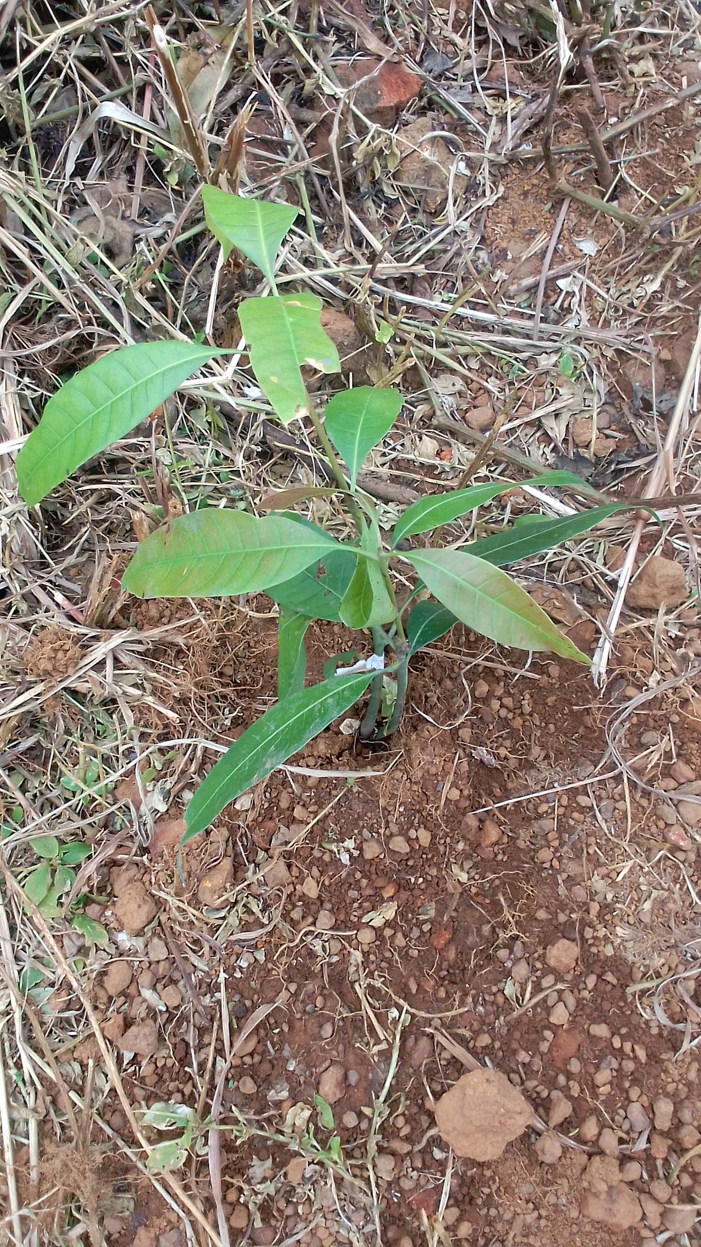 tree