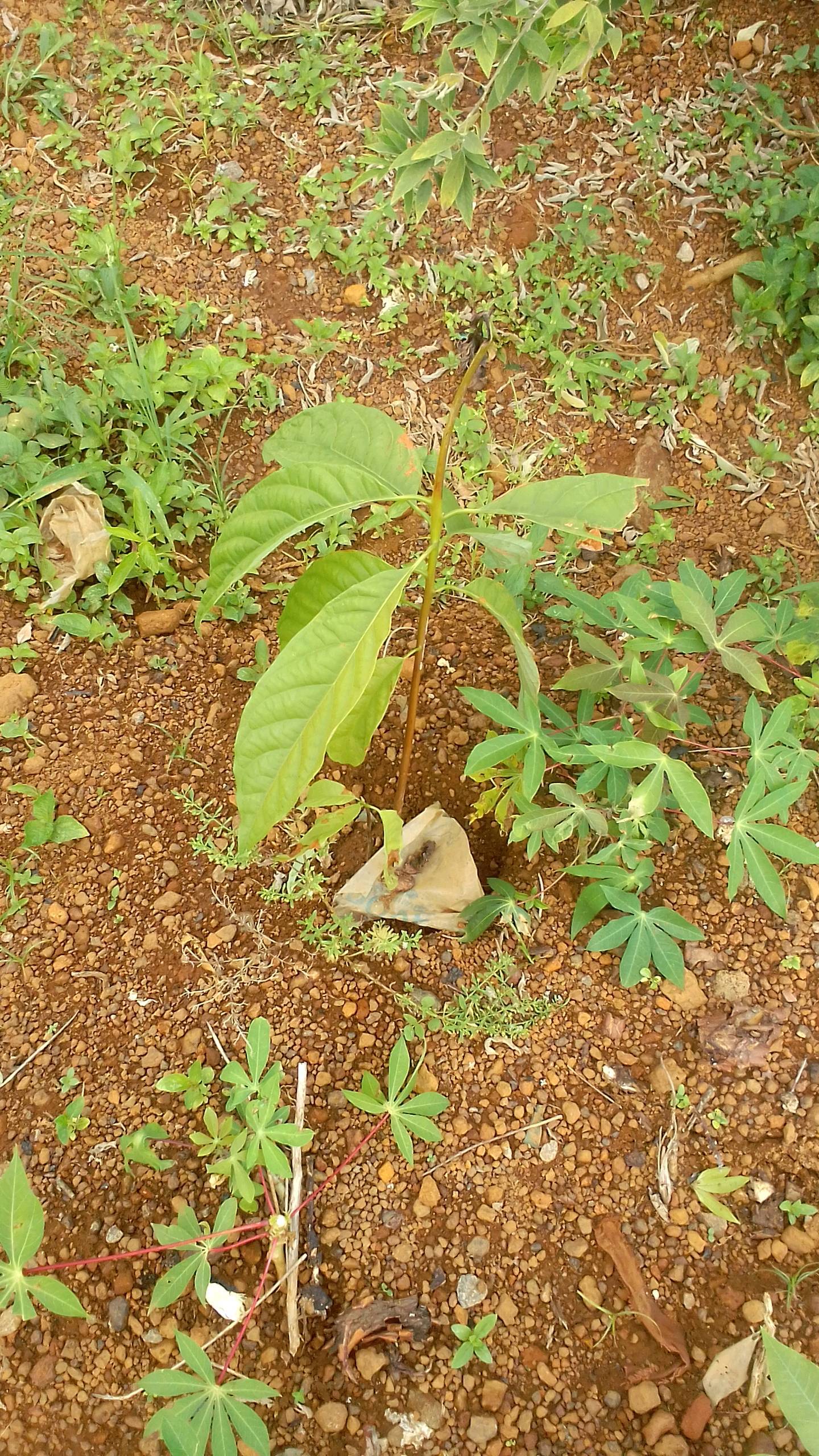 tree