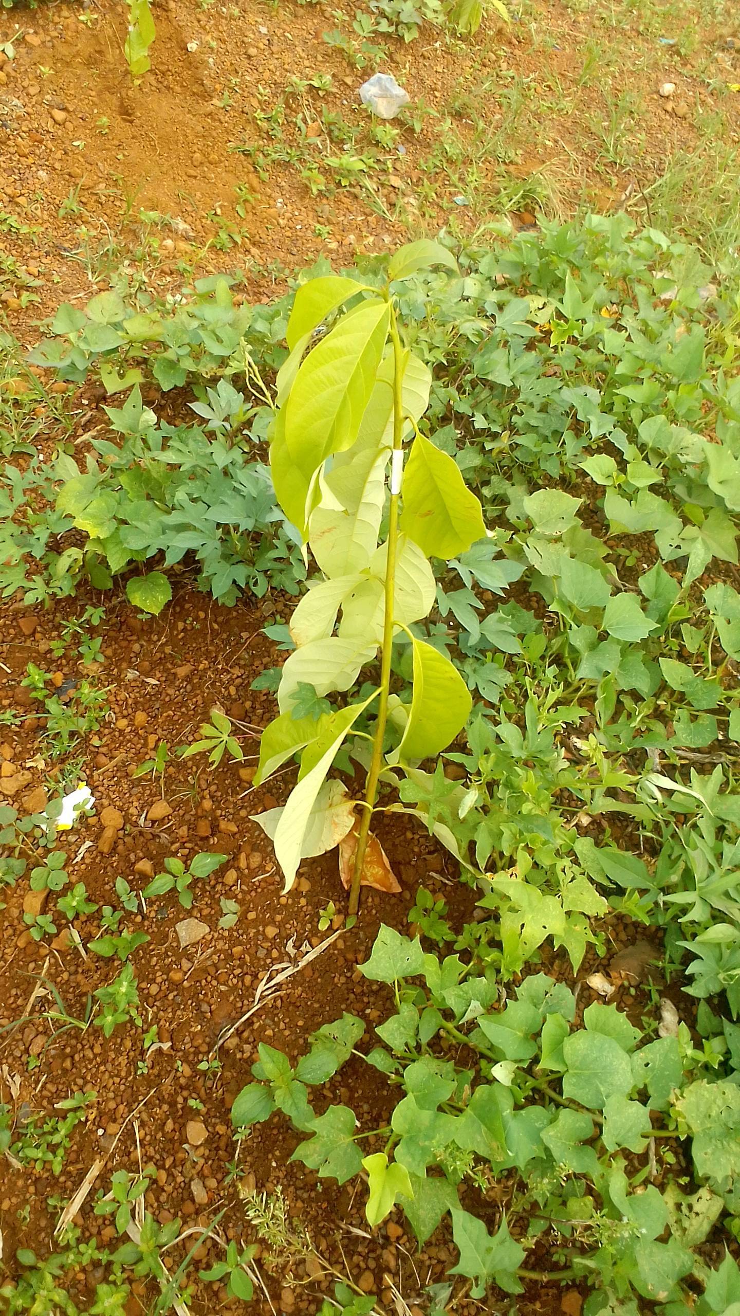 tree