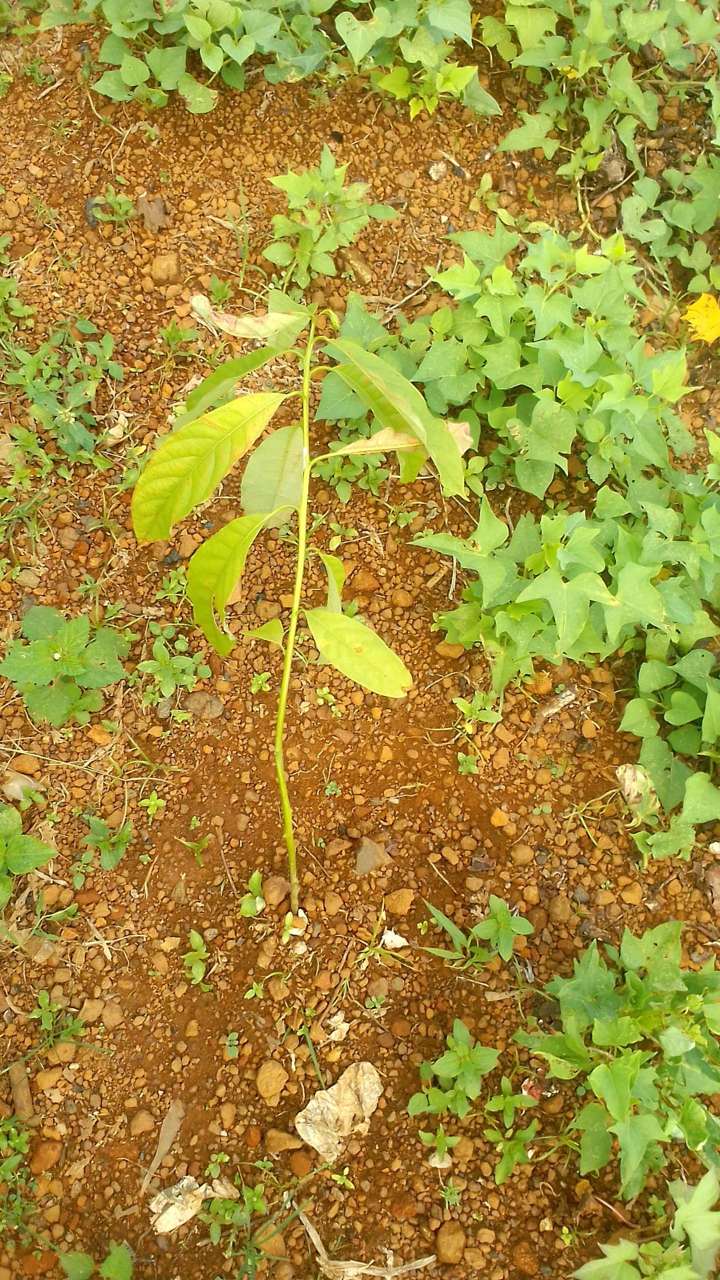 tree