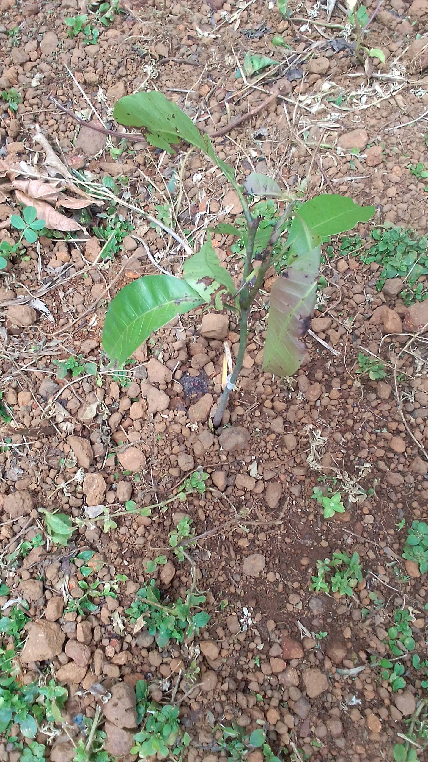 tree