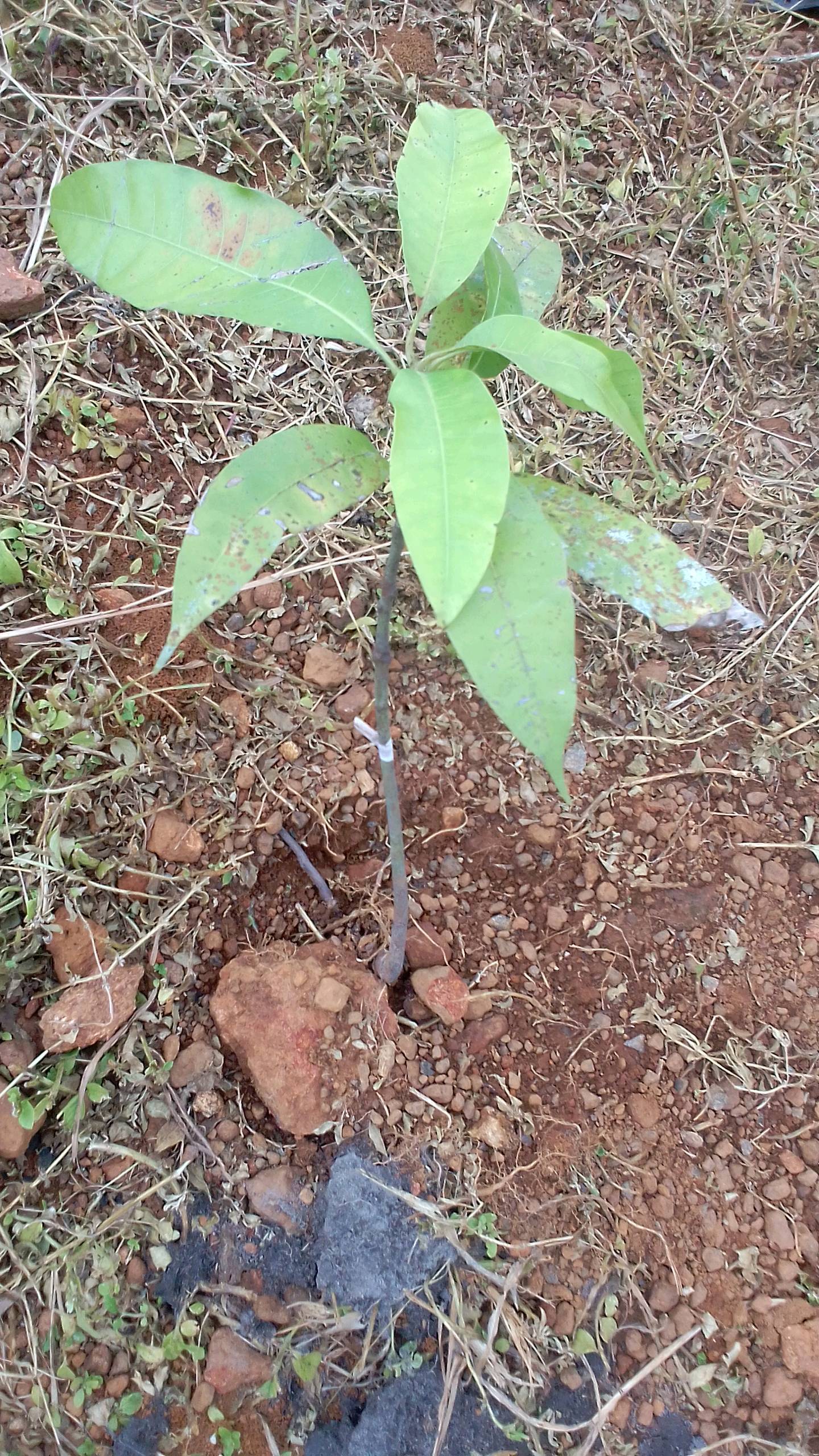 tree
