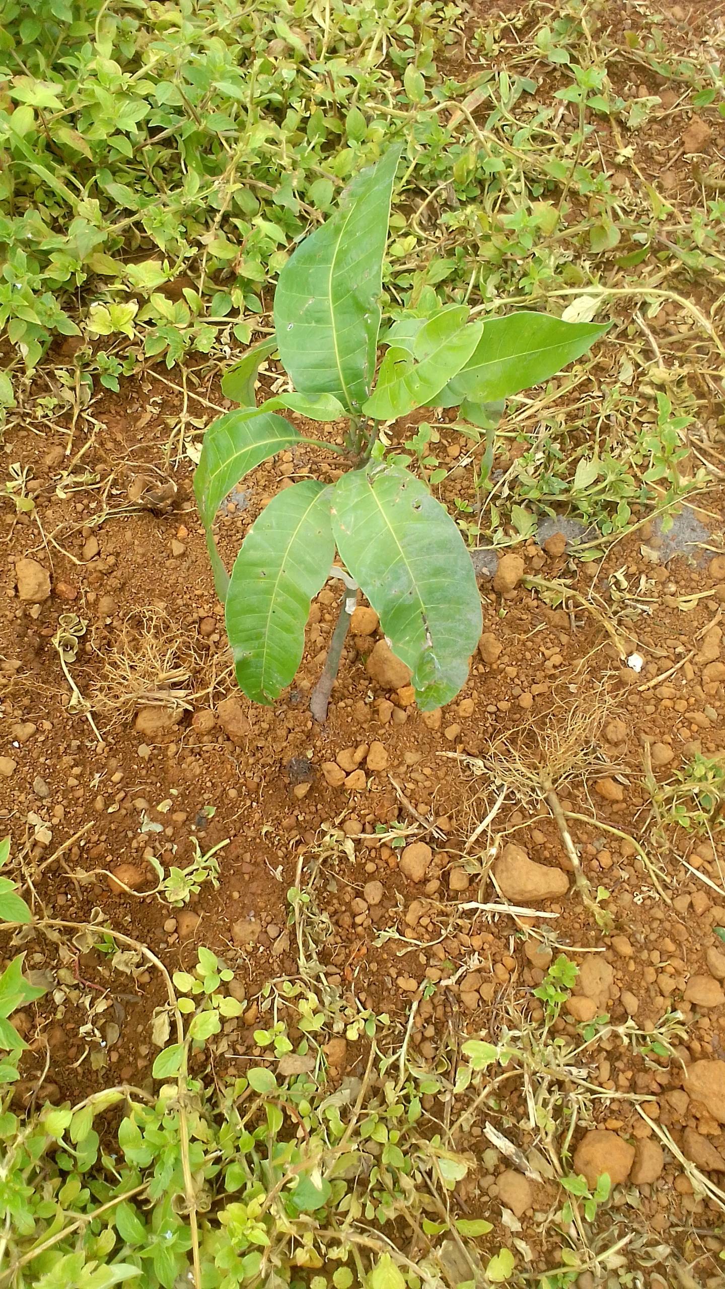 tree