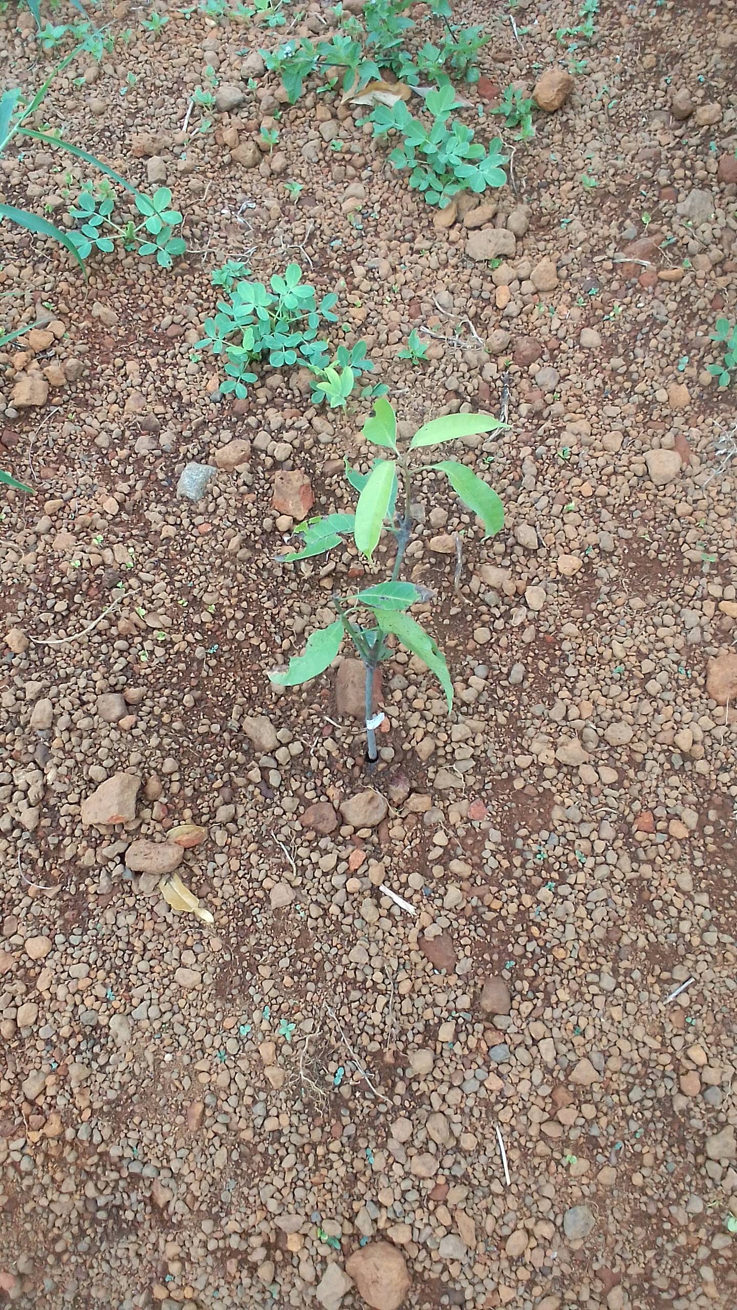 tree