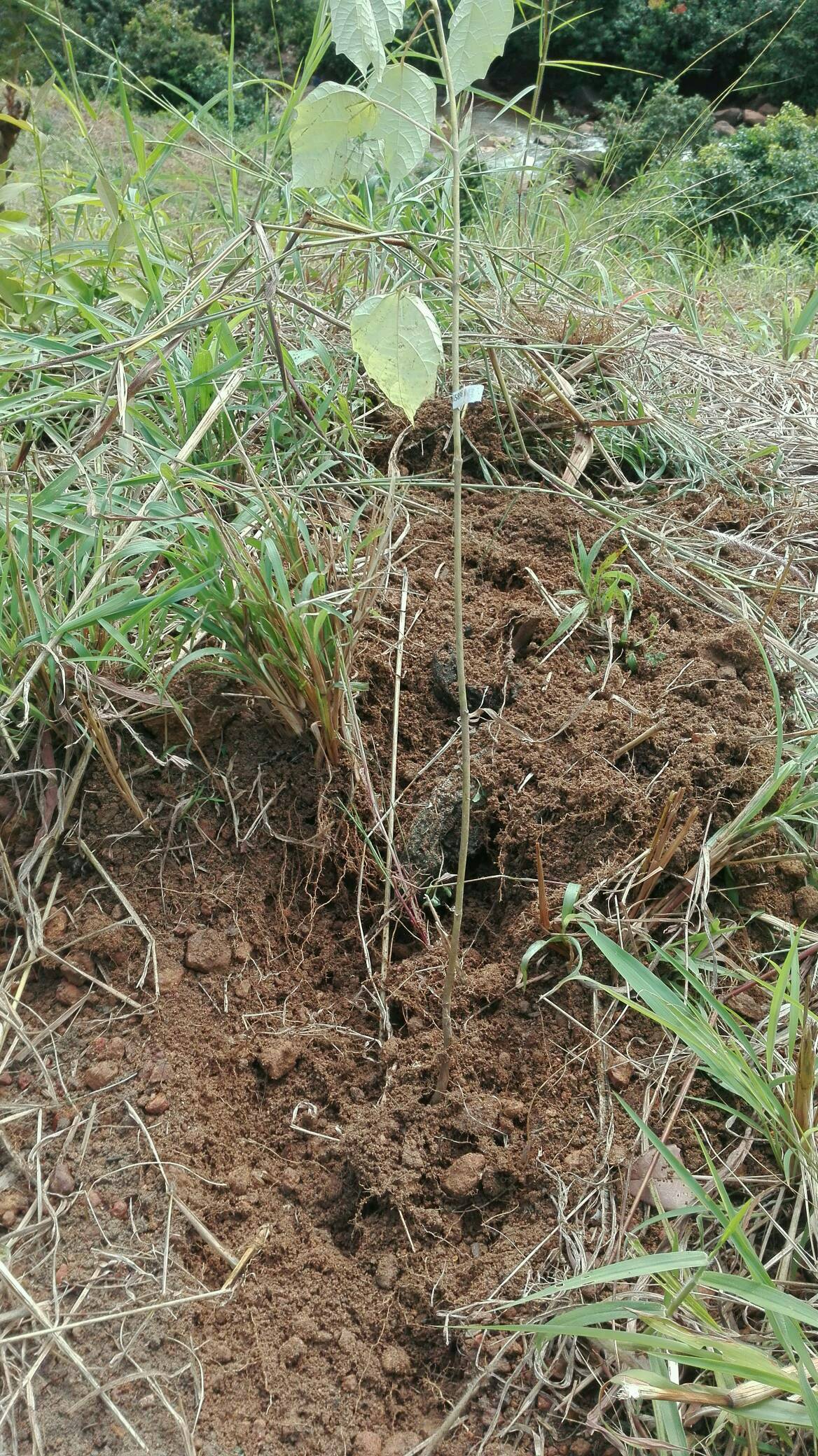 tree