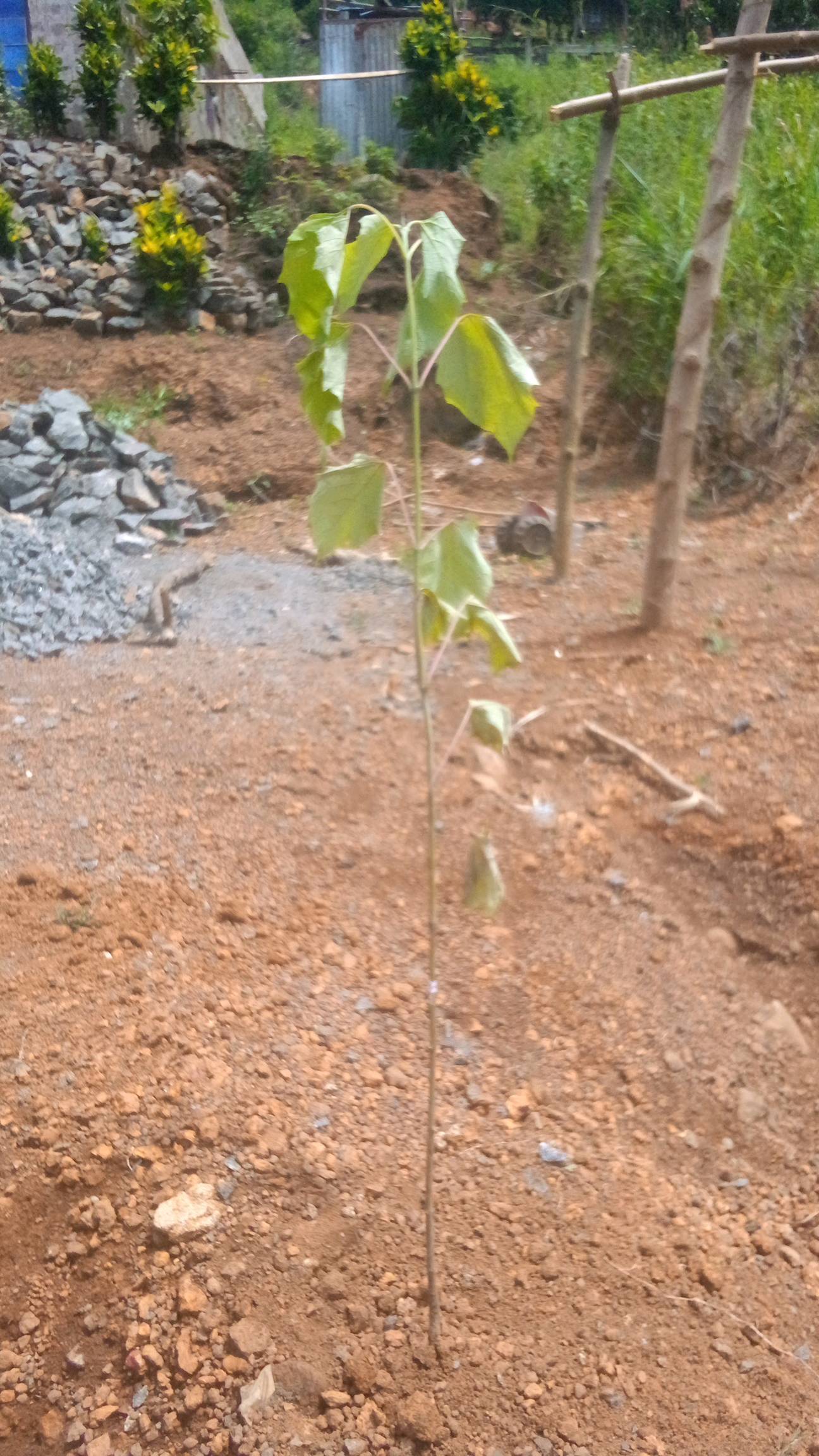 tree
