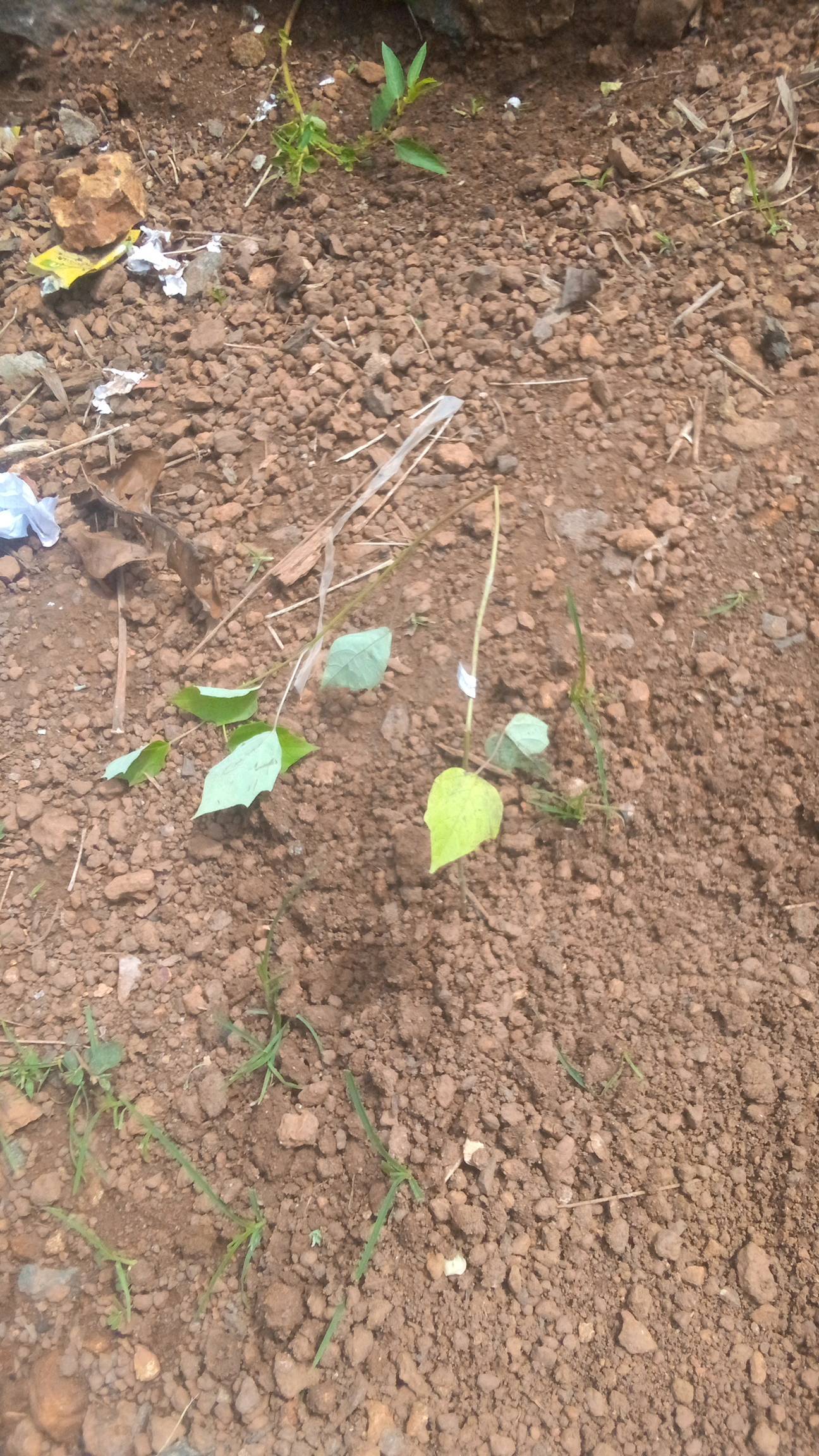 tree