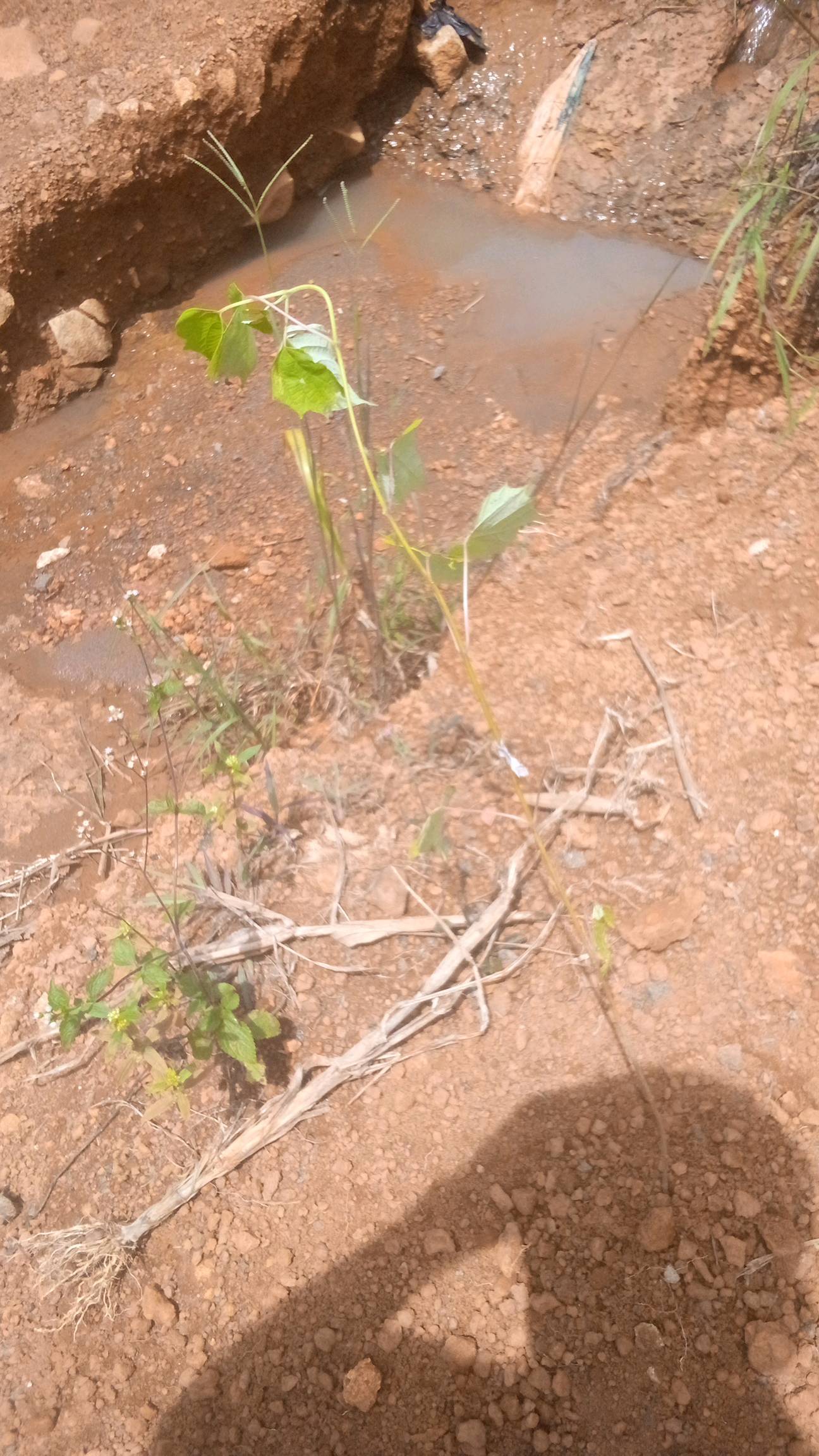 tree