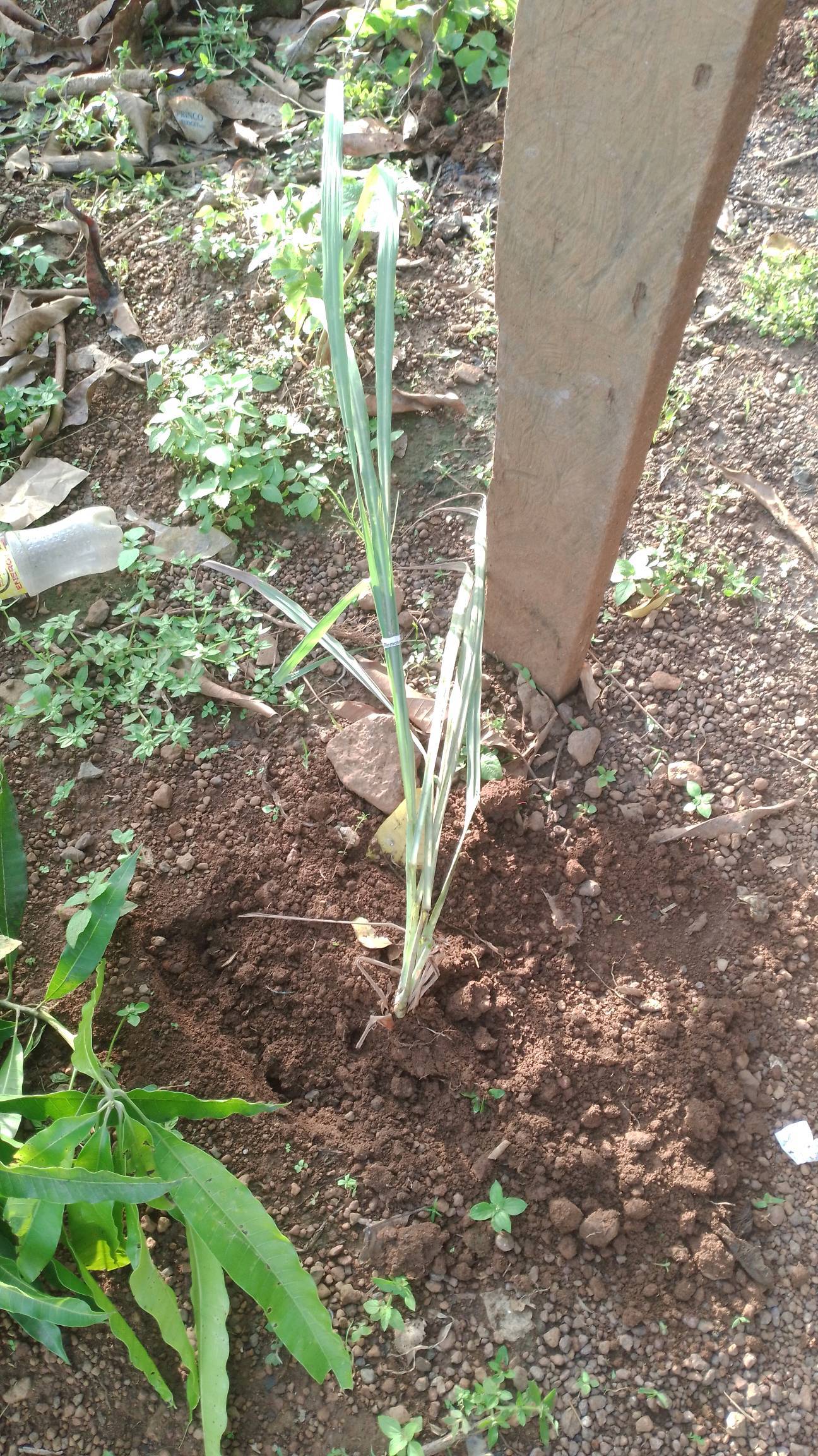 tree