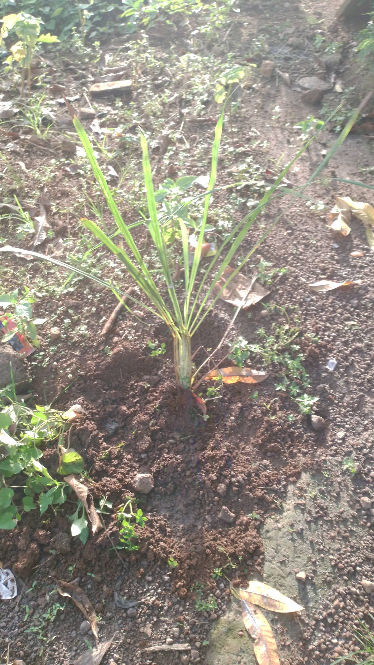 tree