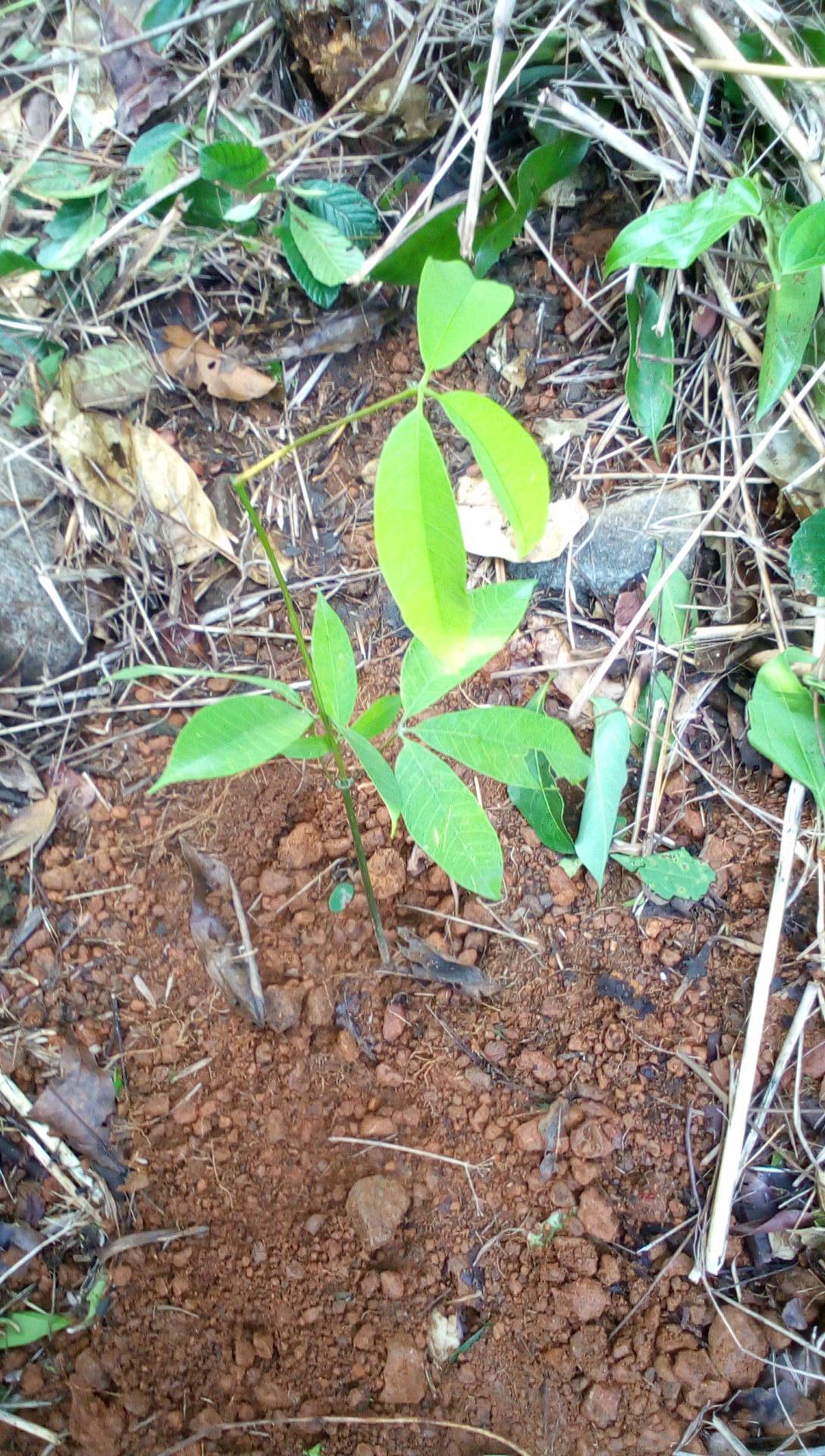 tree