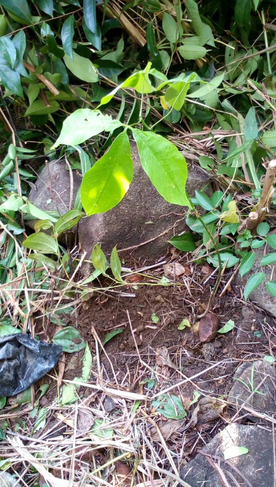 tree