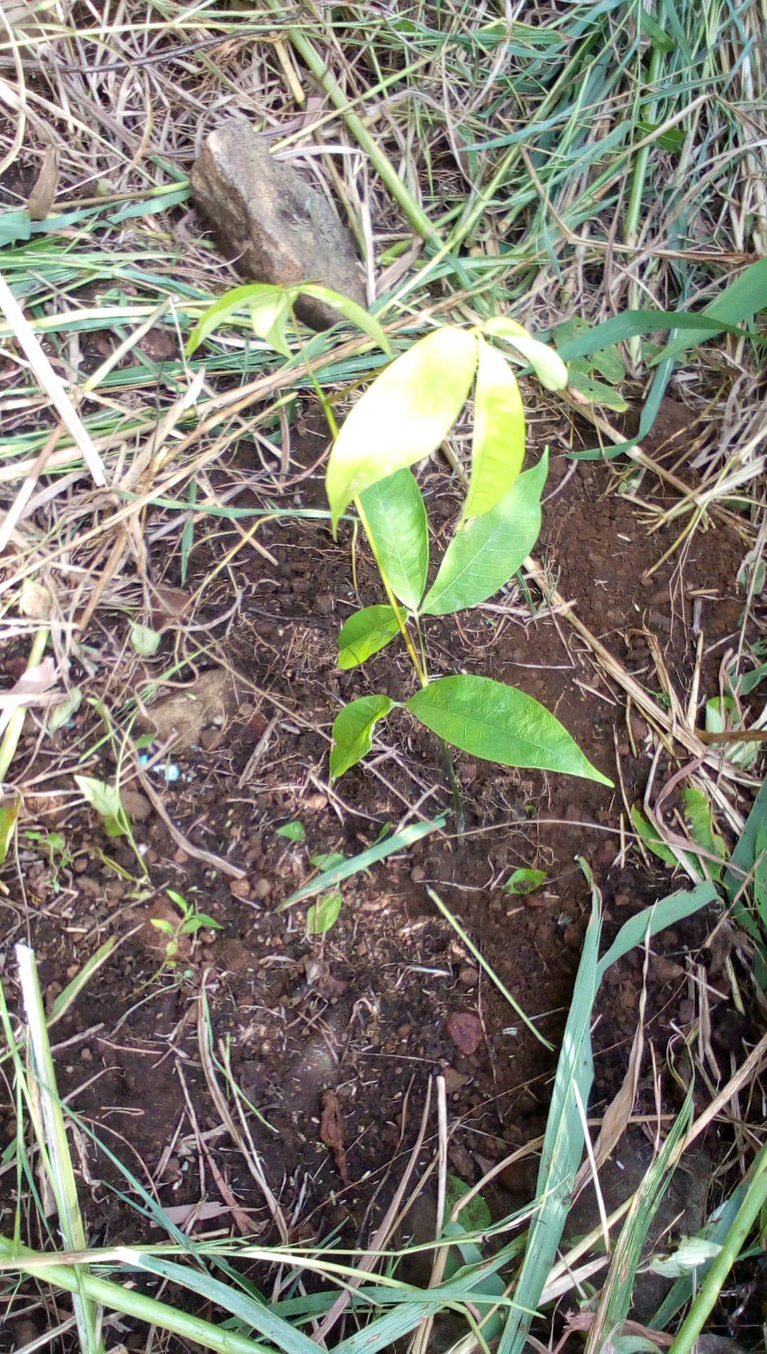 tree
