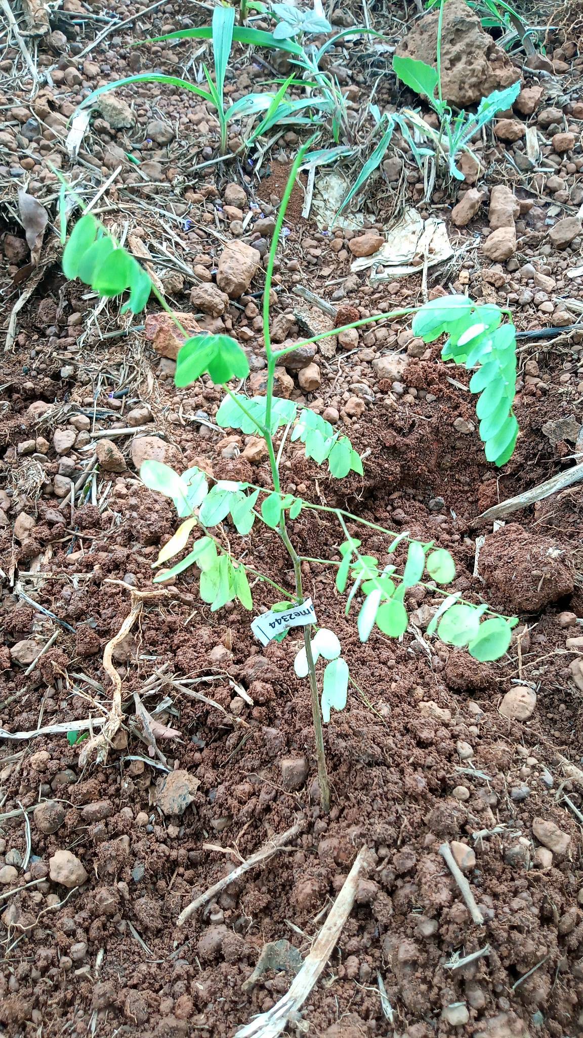tree