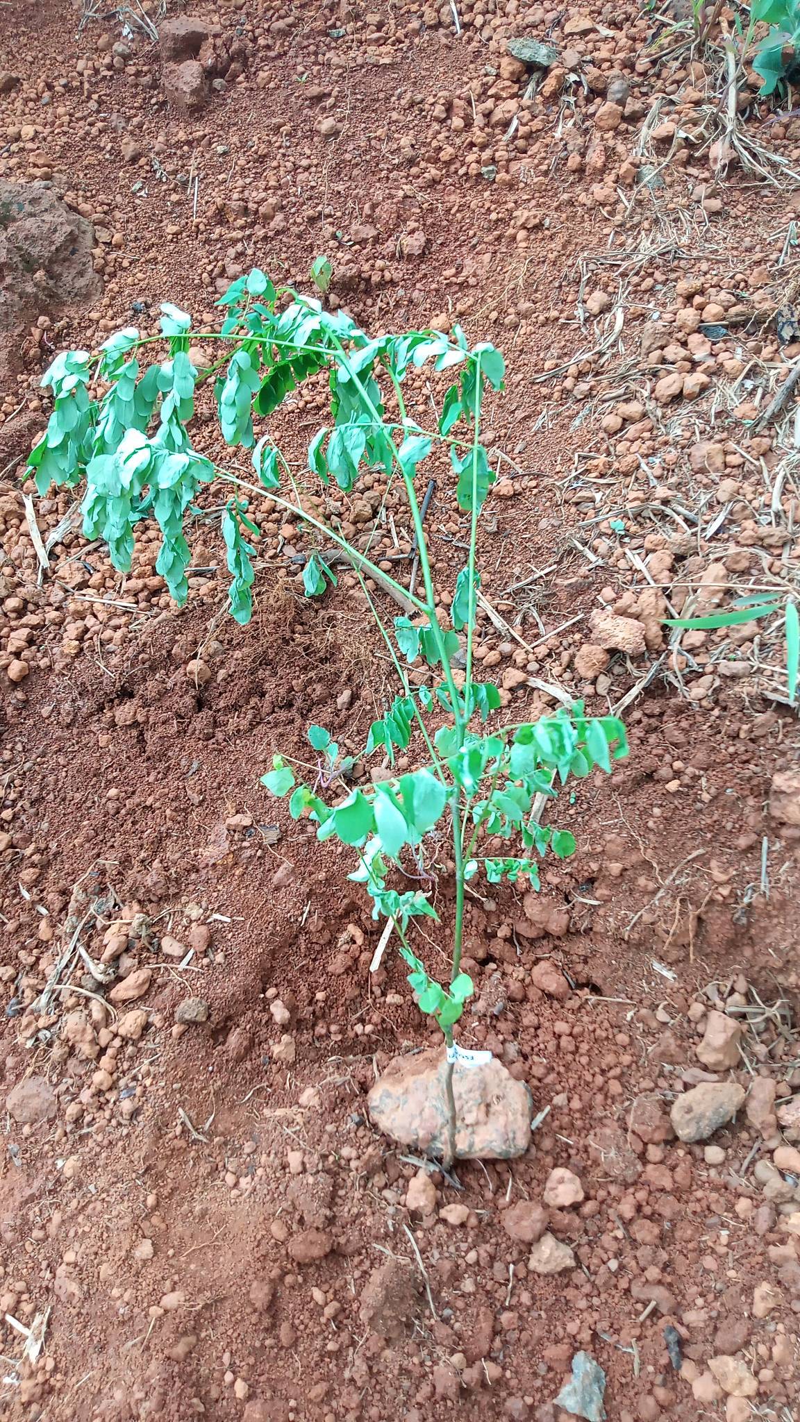 tree