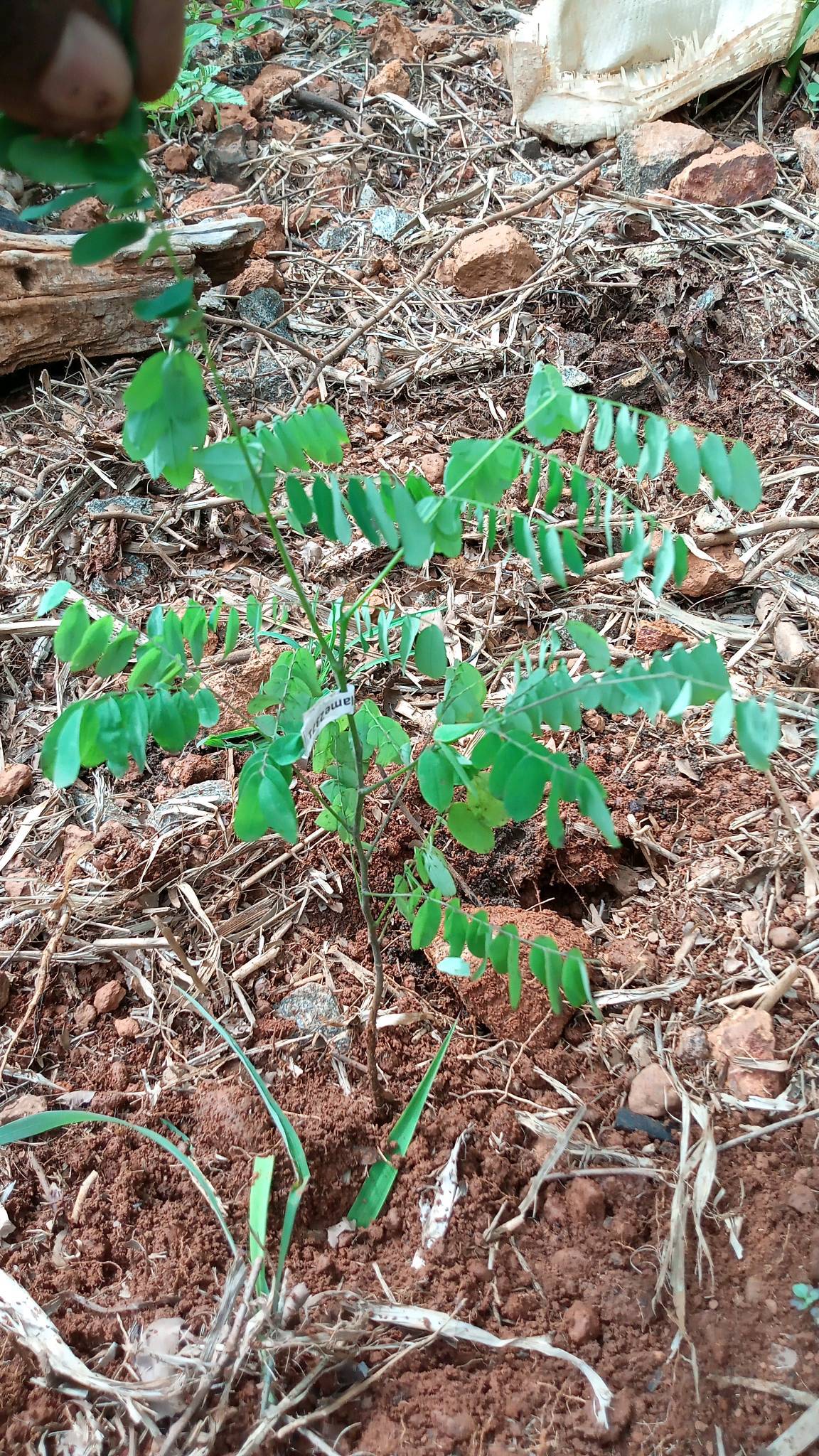 tree
