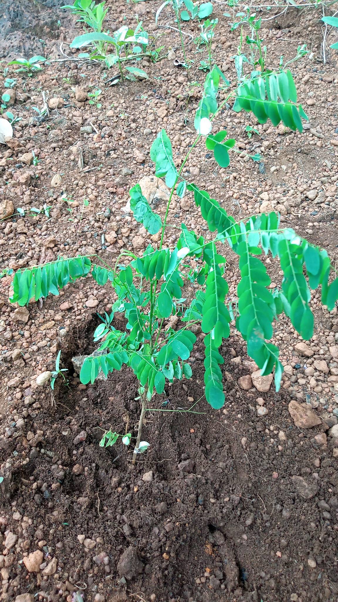 tree