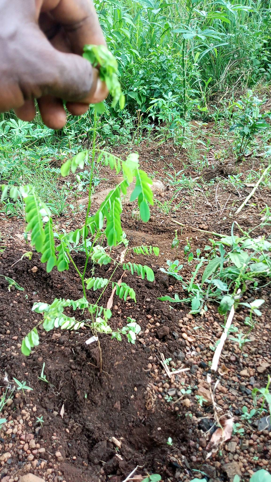 tree