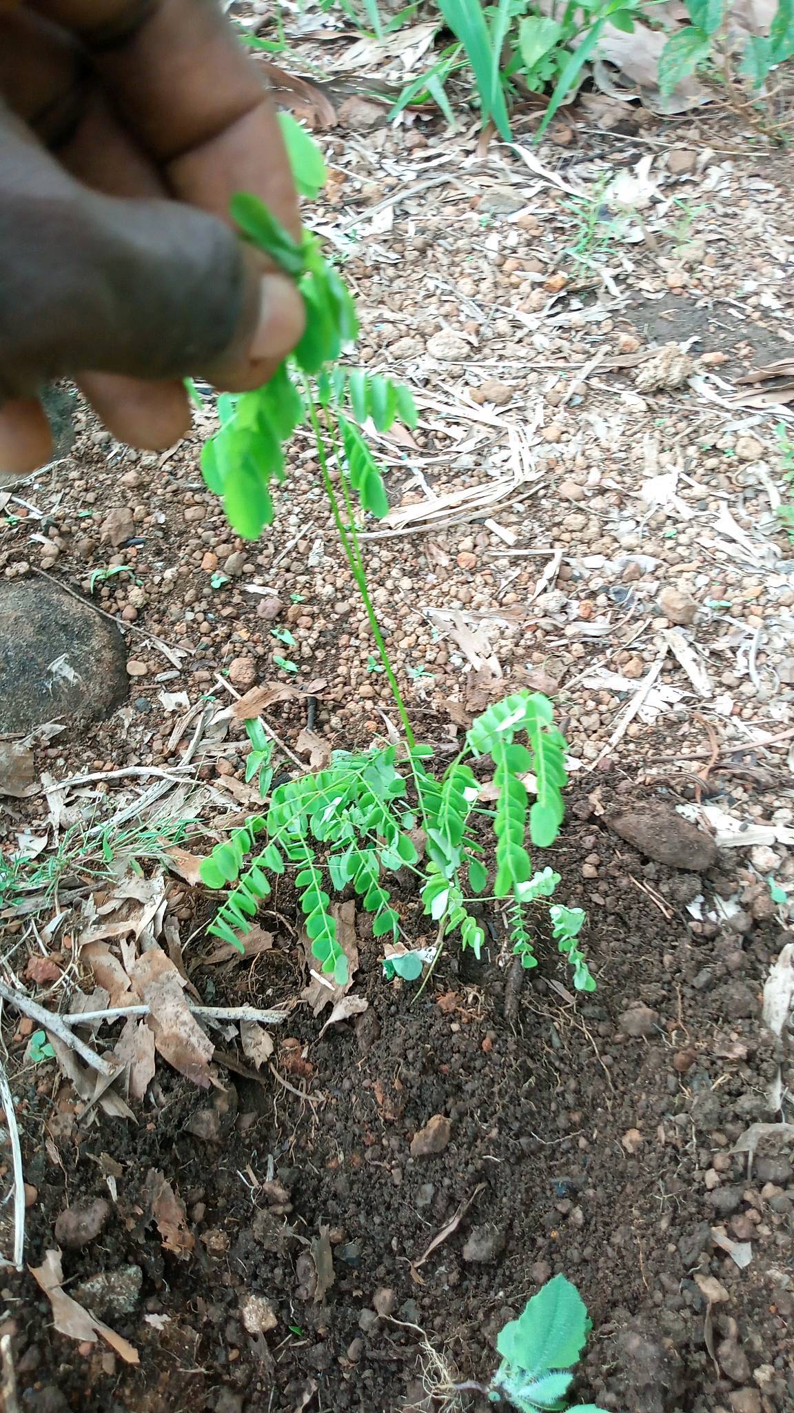 tree
