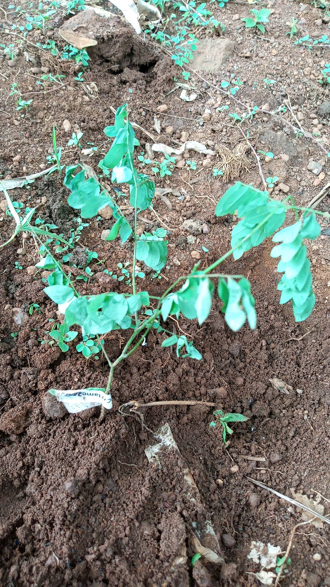 tree