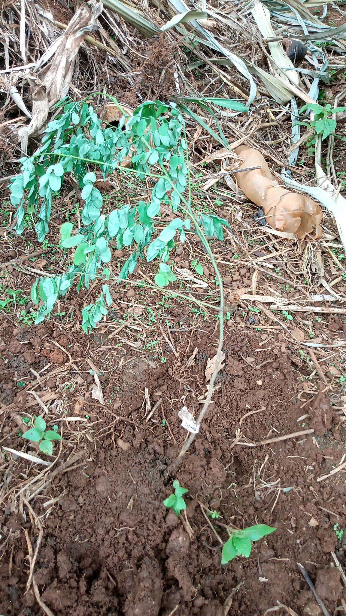 tree