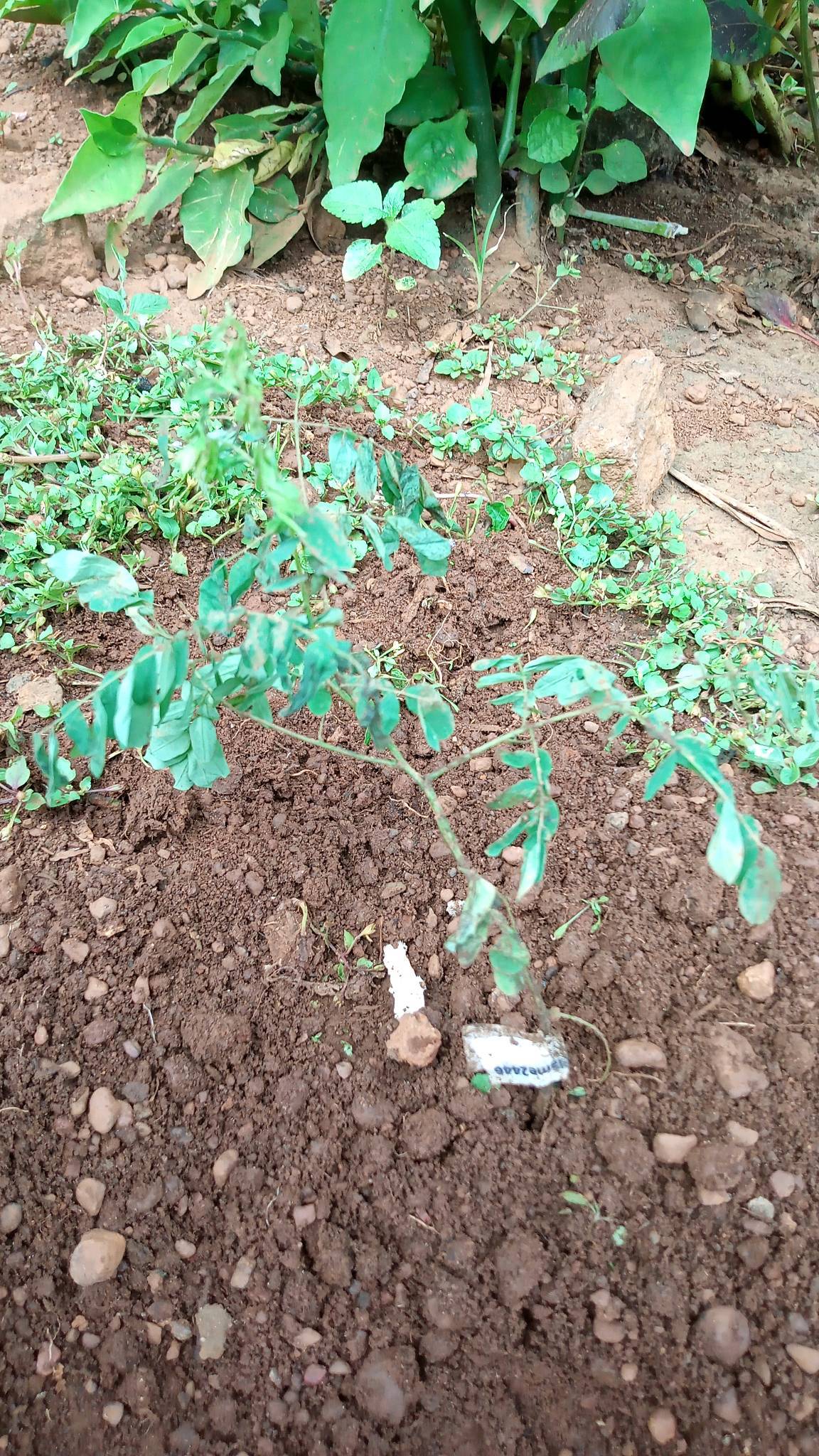 tree