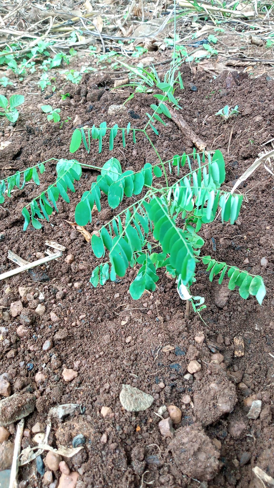 tree