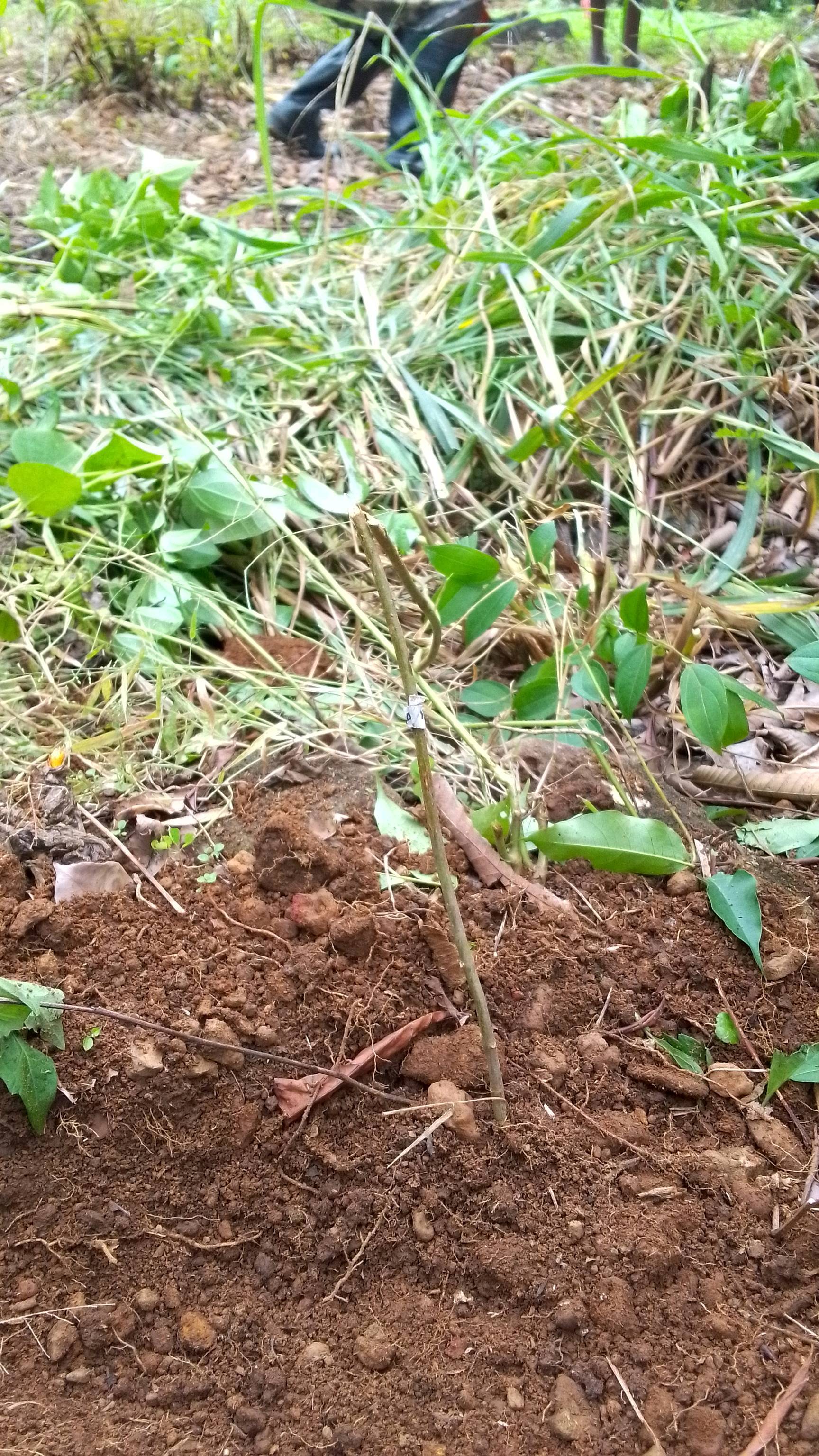 tree