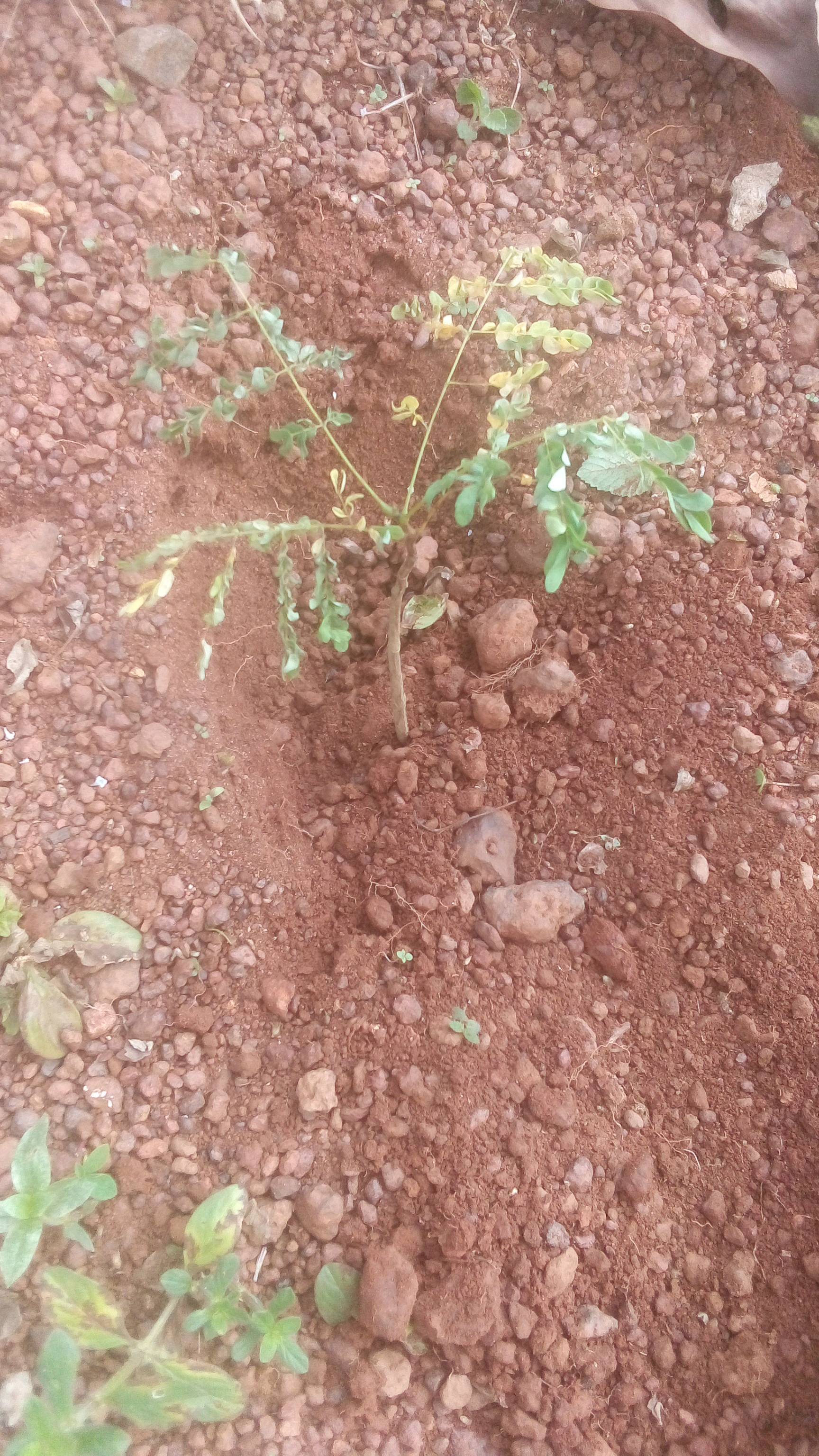 tree