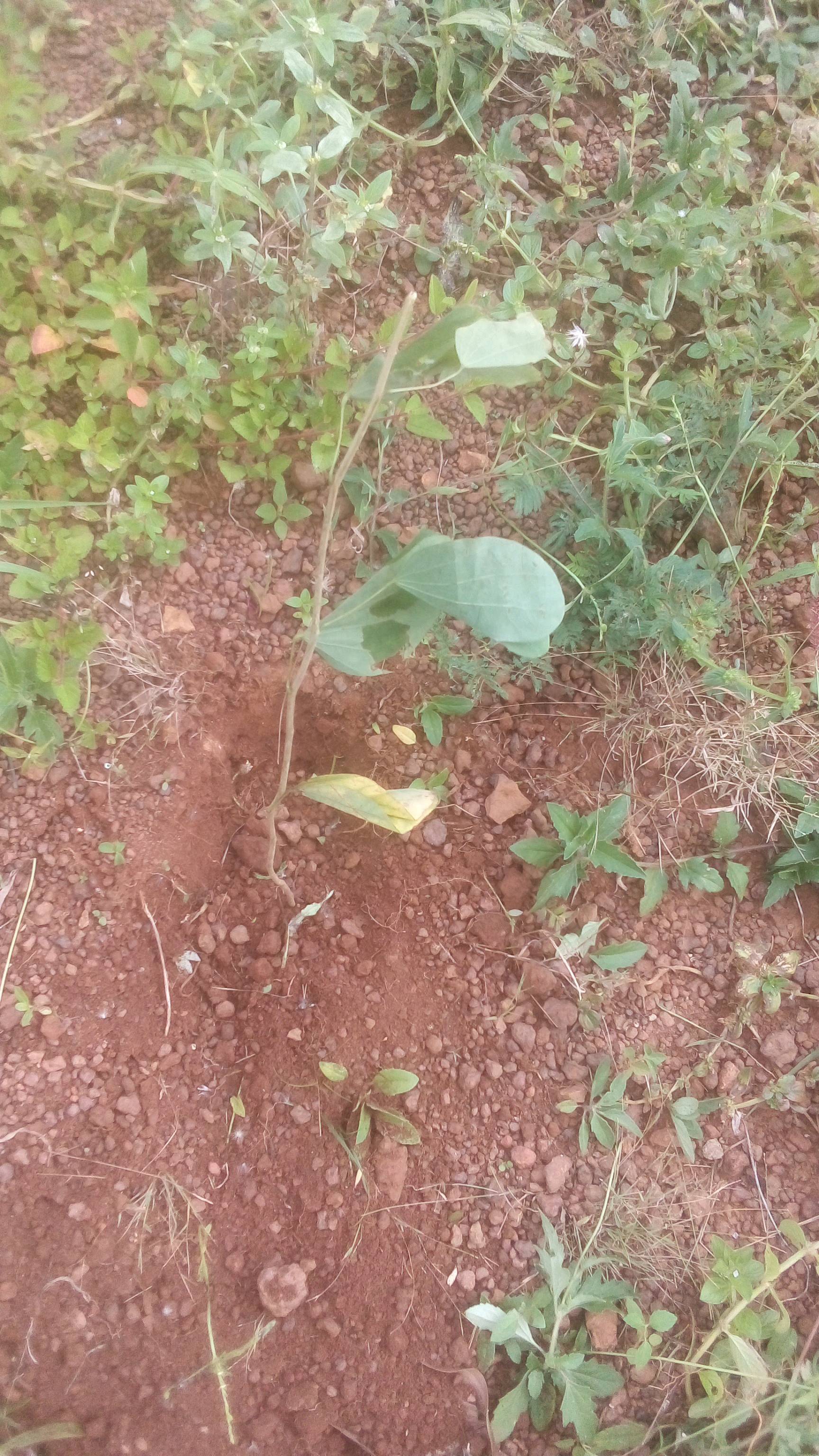 tree
