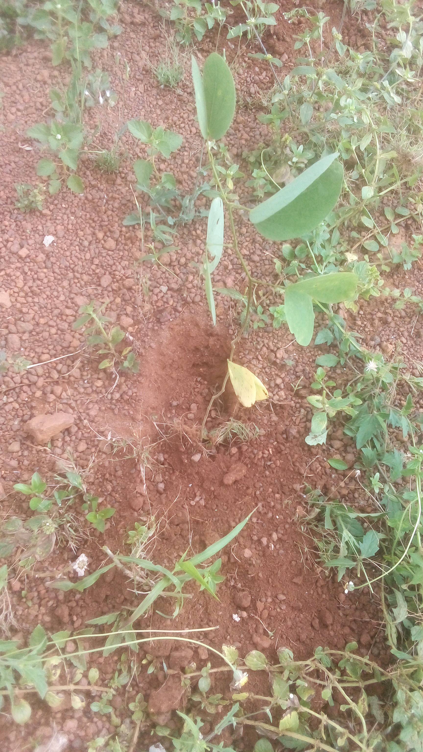 tree
