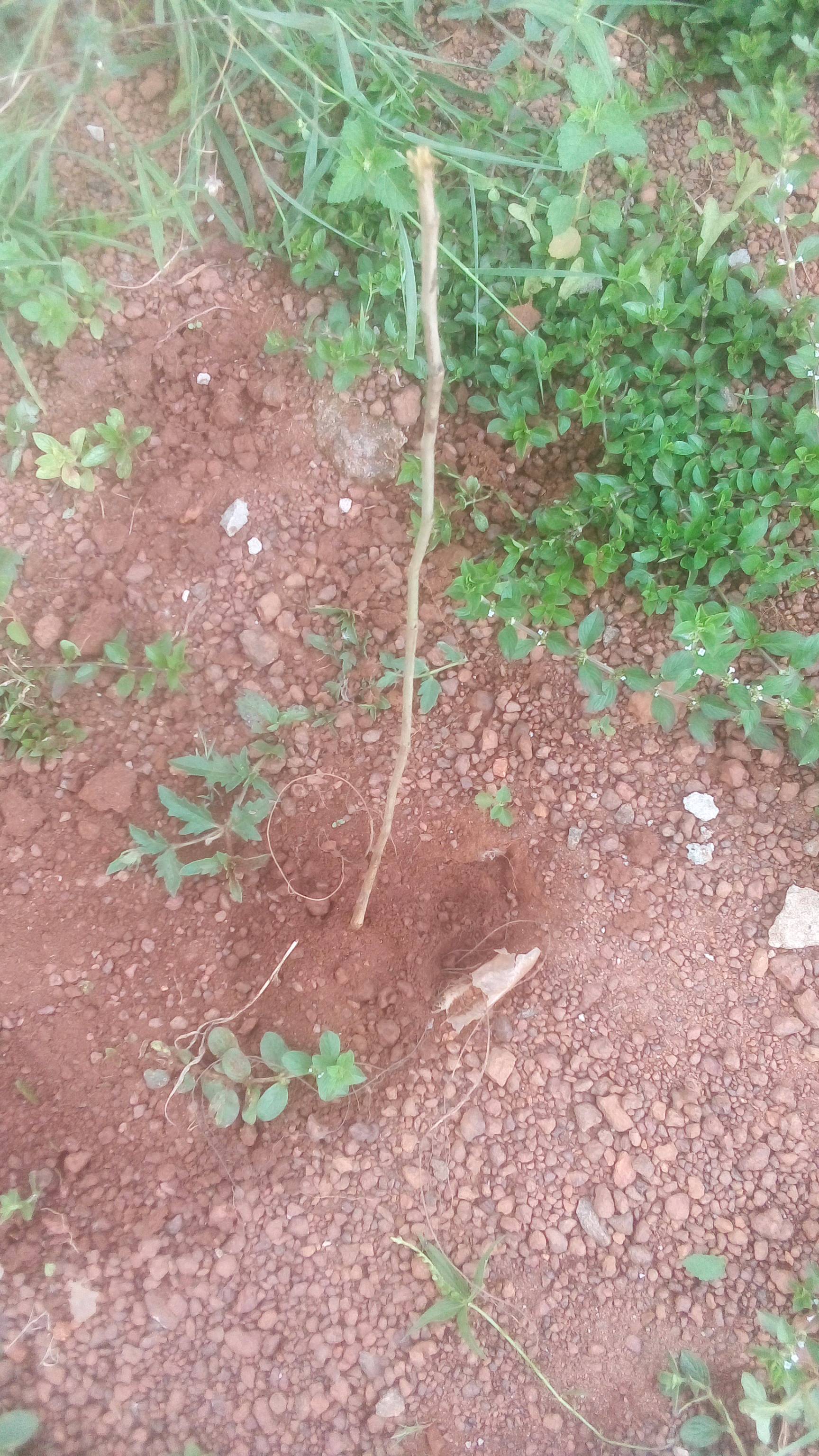 tree