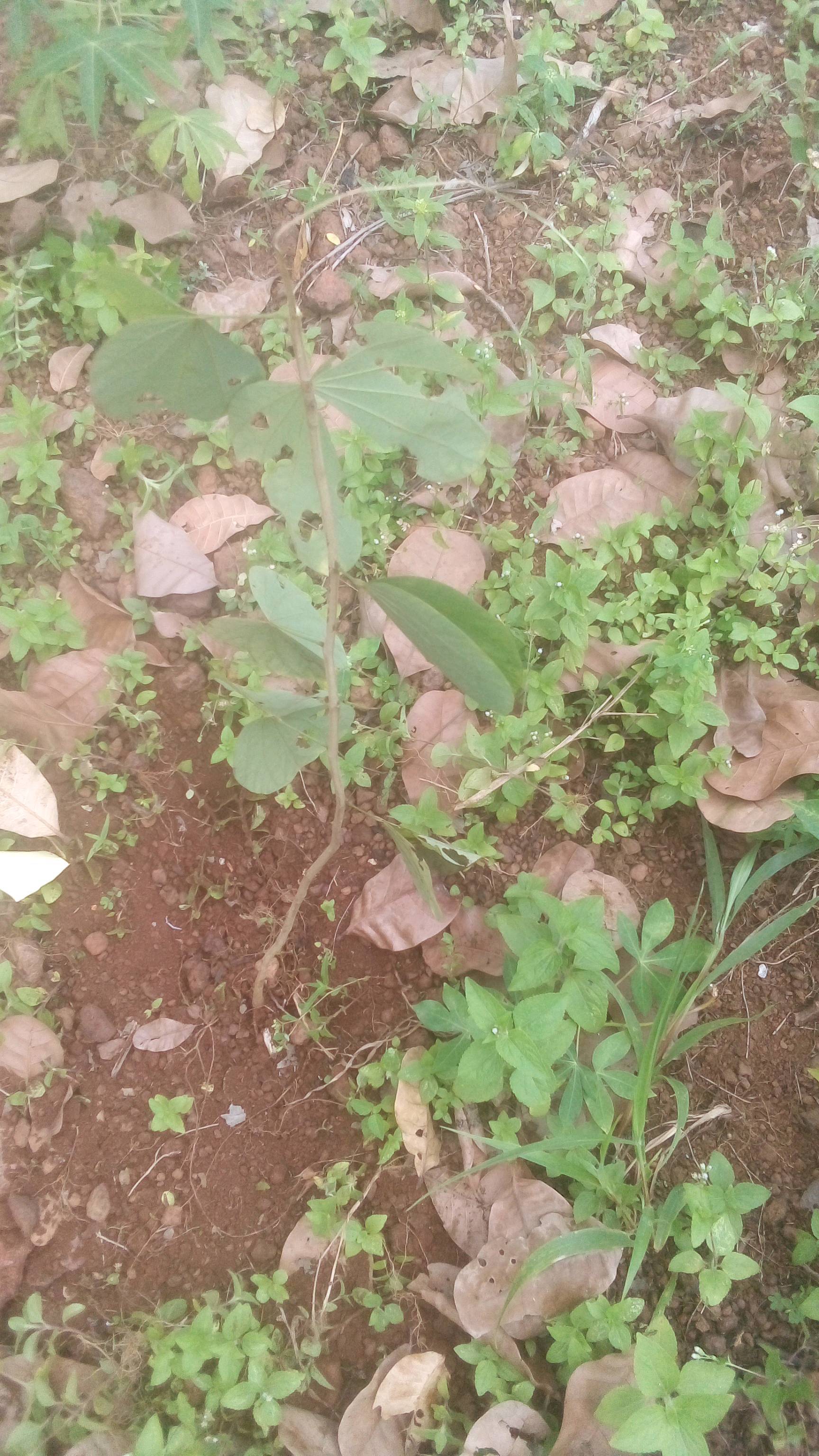 tree