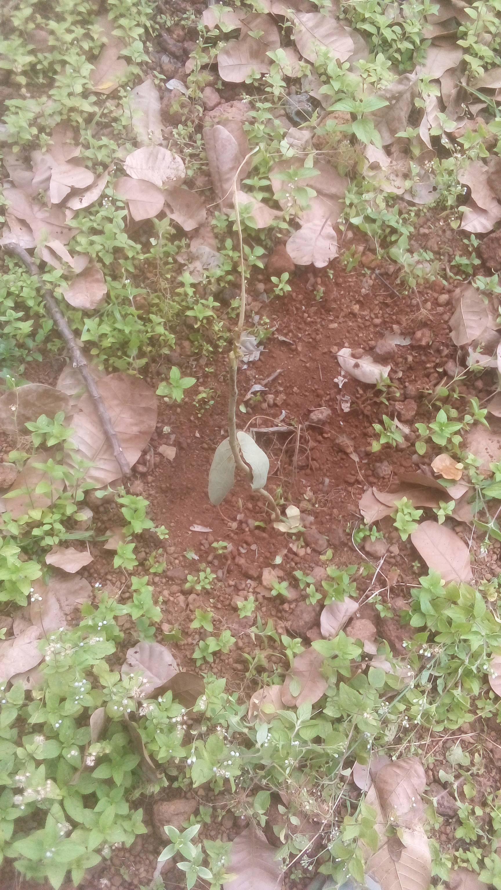 tree